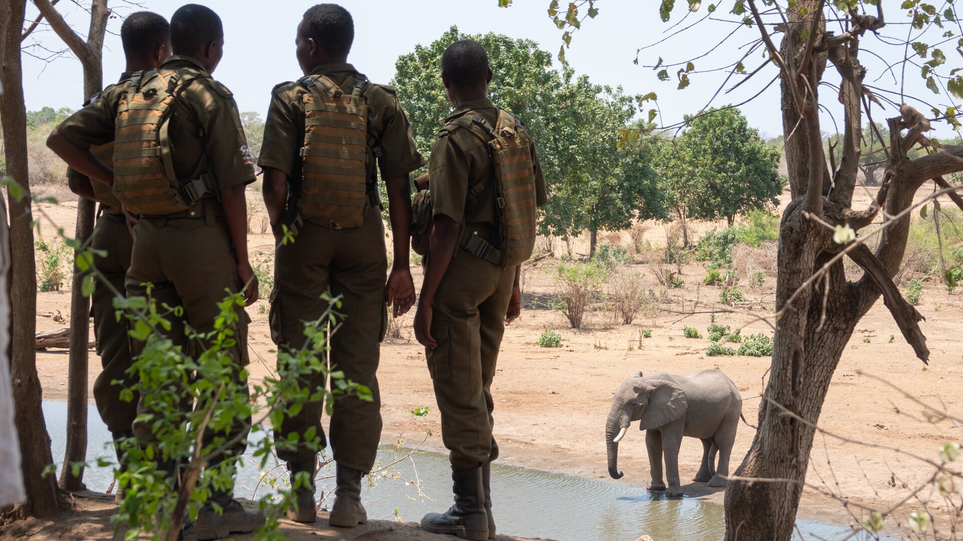 Zimbabwe - Akashinga Rangers with elephant at watering hole. (Kim Butts)