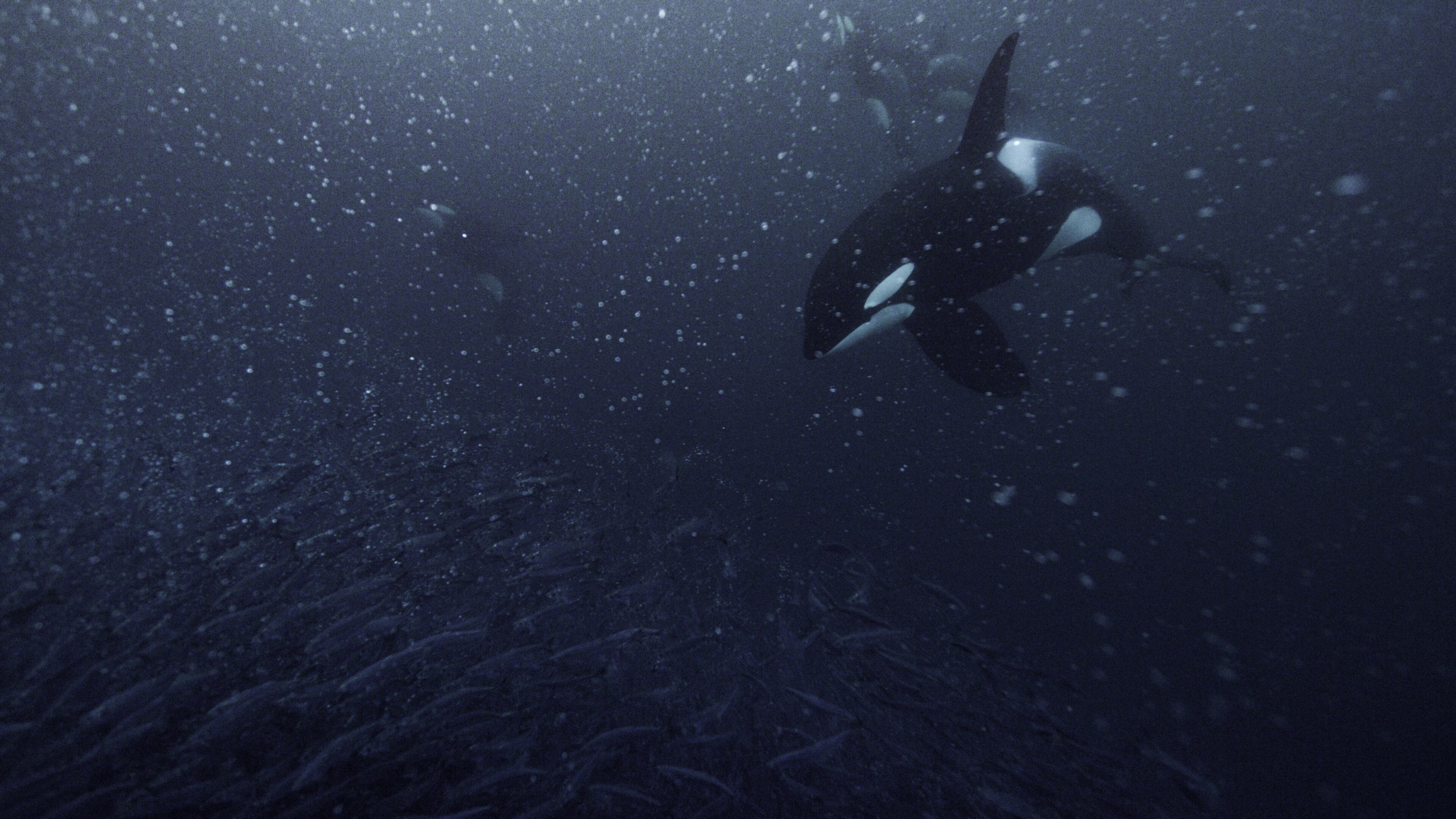 Herring are a primary food source for Norway's orcas. (National Geographic for Disney+/Luis Lamar)