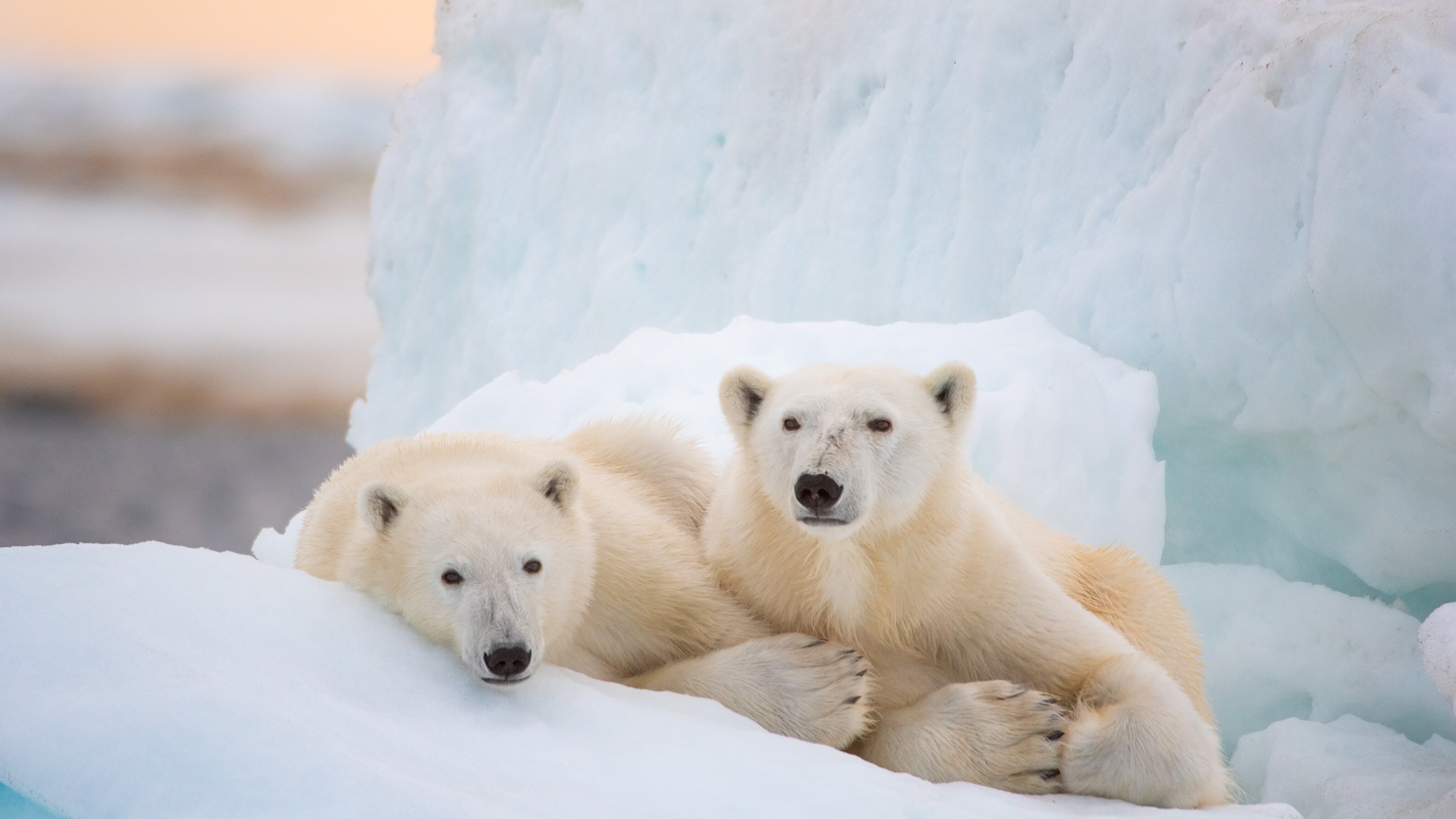 “Polar Bear” Premieres On Disney+ This Earth Day, April 22