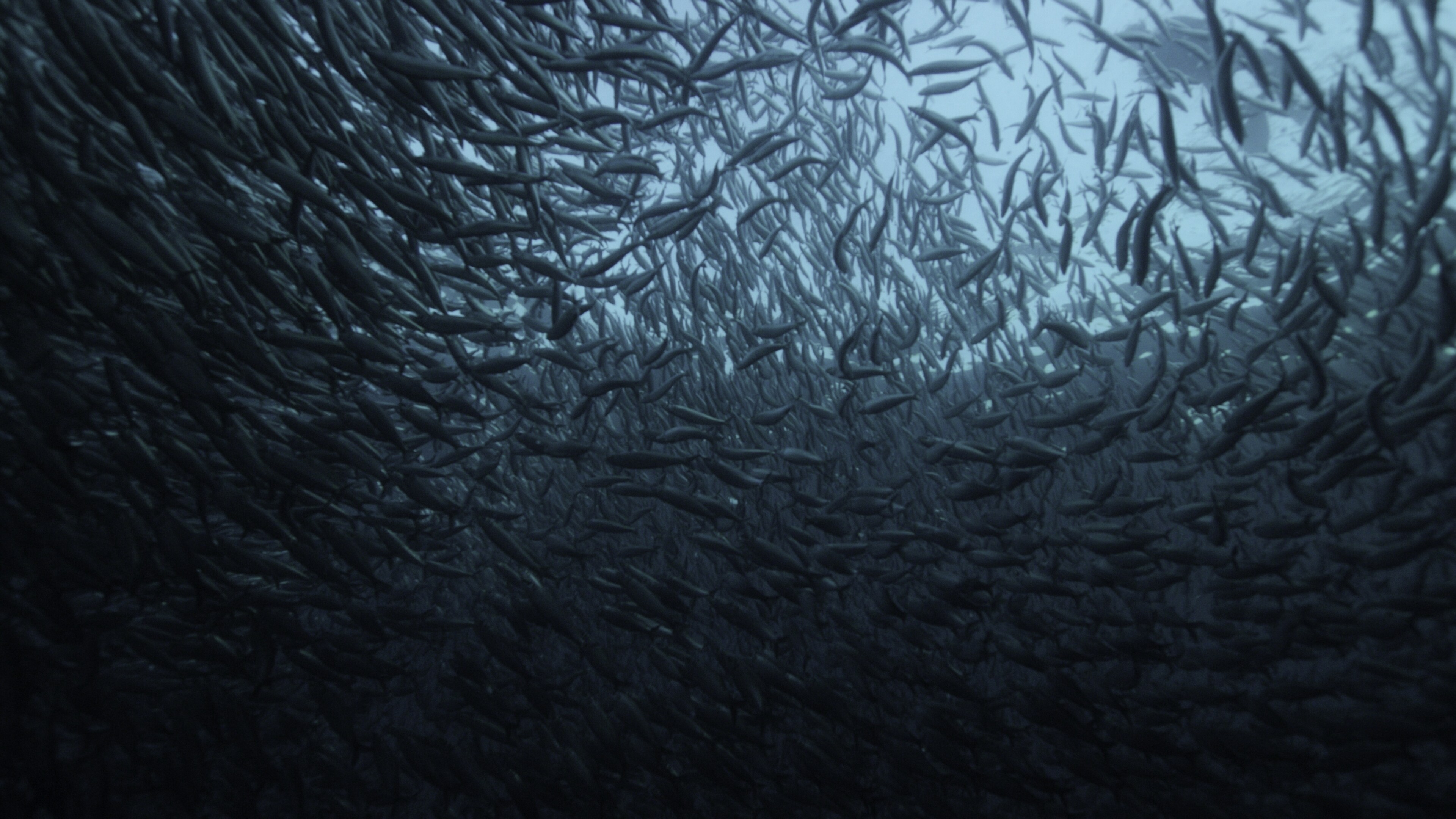 Herring are a primary food source for Norway's orcas. (National Geographic for Disney+/Luis Lamar)