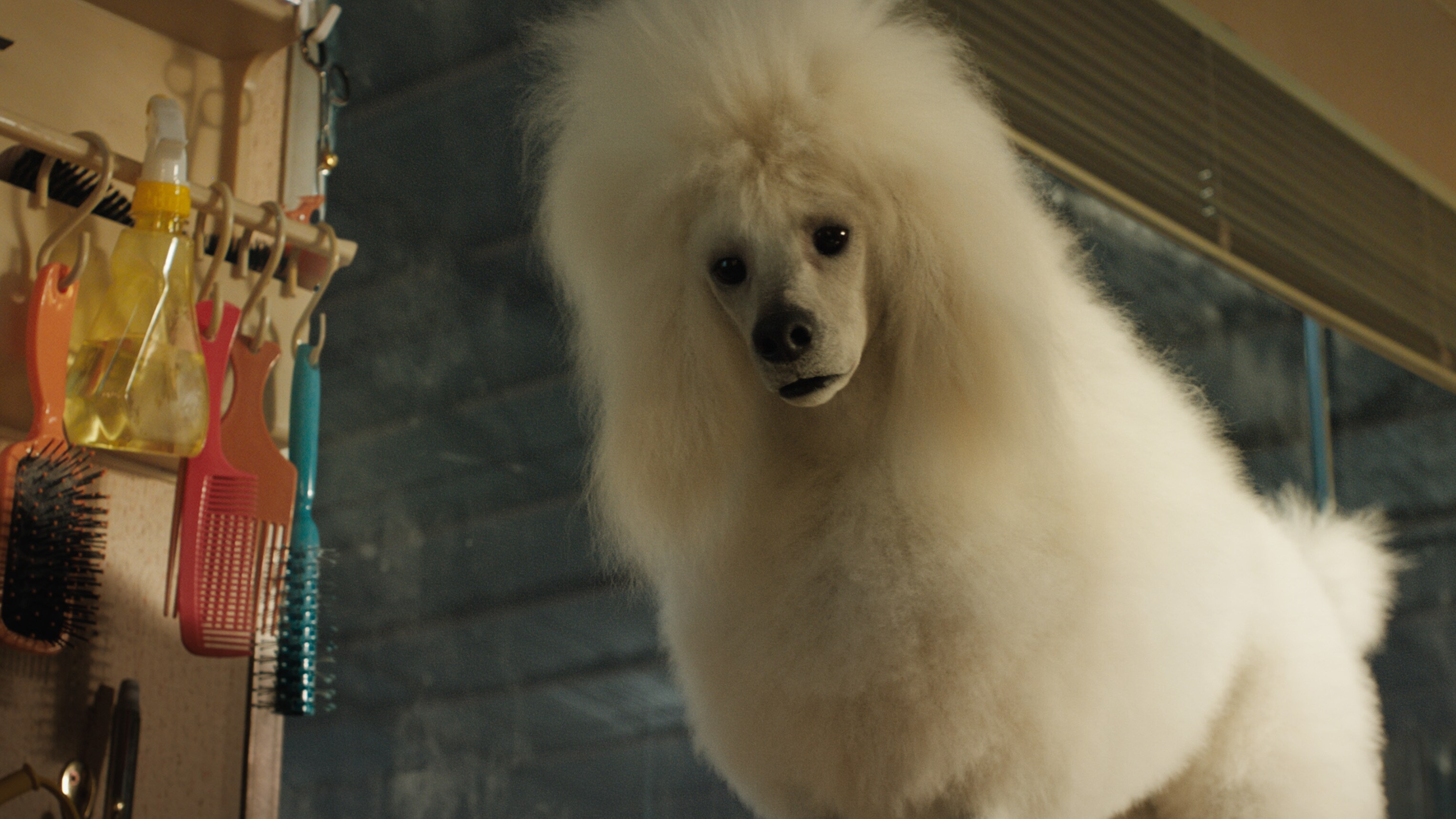 Snickers (voiced by Helen Mirren) in Disney’s THE ONE AND ONLY IVAN, based on the award-winning book by Katherine Applegate and directed by Thea Sharrock. Photo courtesy of Disney. © 2020 Disney Enterprises, Inc. All Rights Reserved.