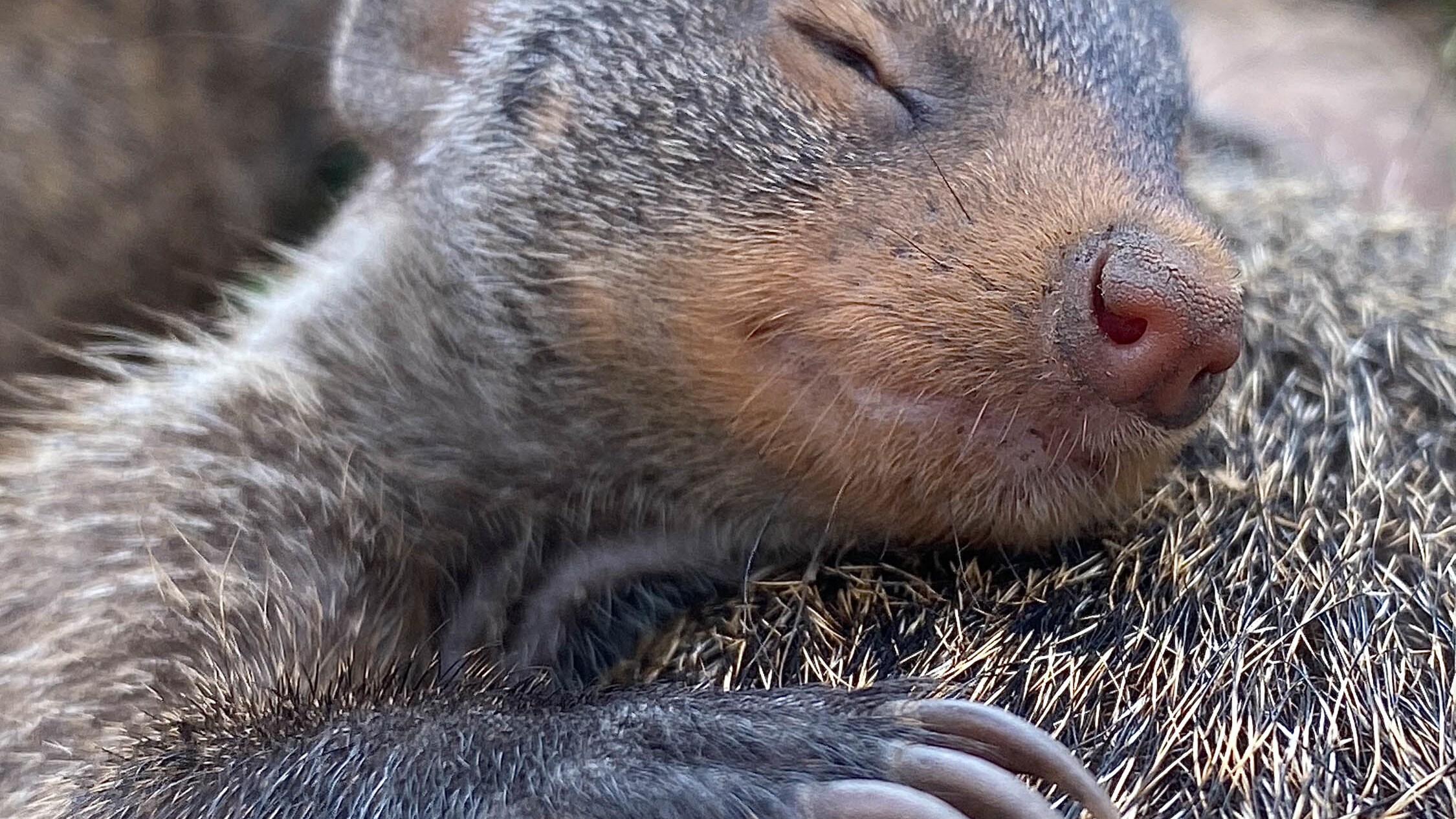 Sleeping Mongoose in Queen Elizabeth Park.  (National Geographic for Disney+/Chris Watts)