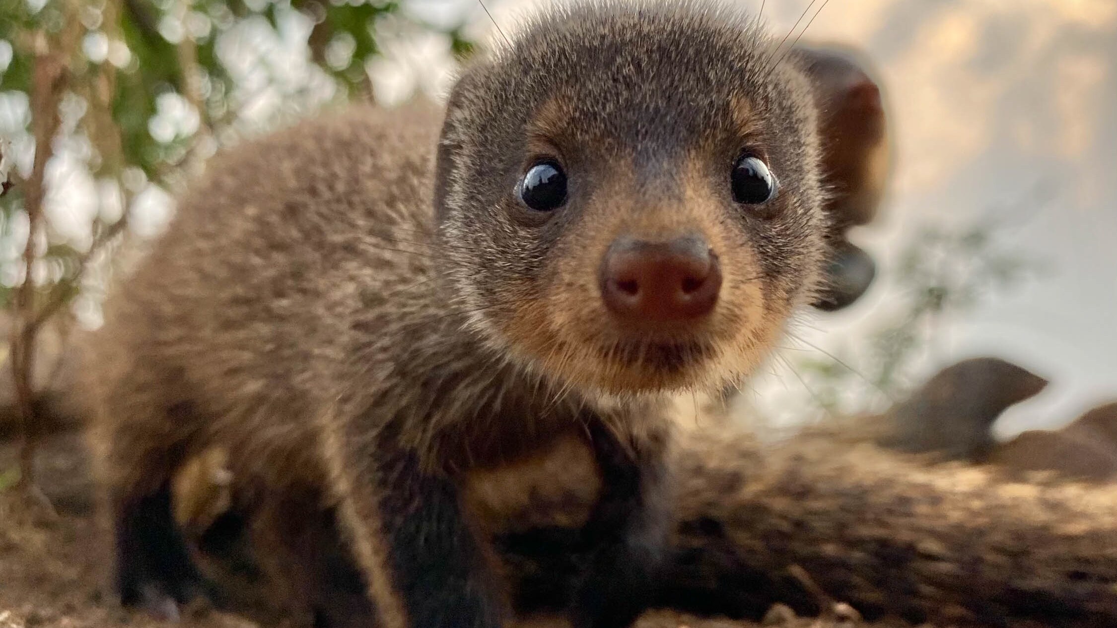 A mongoose  in Queen Elizabeth Park.  (National Geographic for Disney+/Chris Watts)