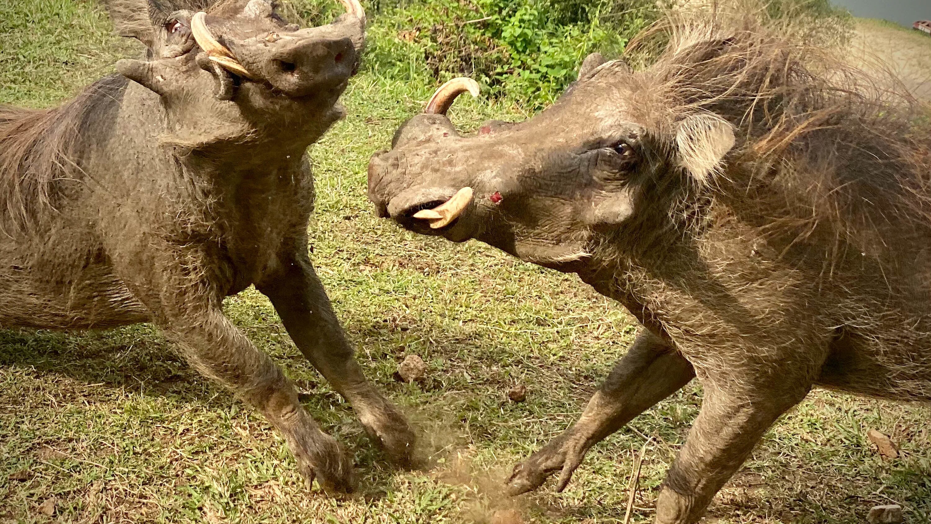 Two Warthogs fight  in Queen Elizabeth Park.  (National Geographic for Disney+/Chris Watts)