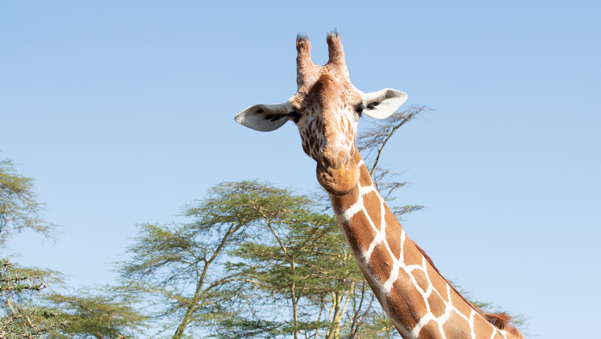 A Giraffe head and long neck from below in Ol Pejeta National Park.  (National Geographic for Disney+/Maurice Oniang’o)