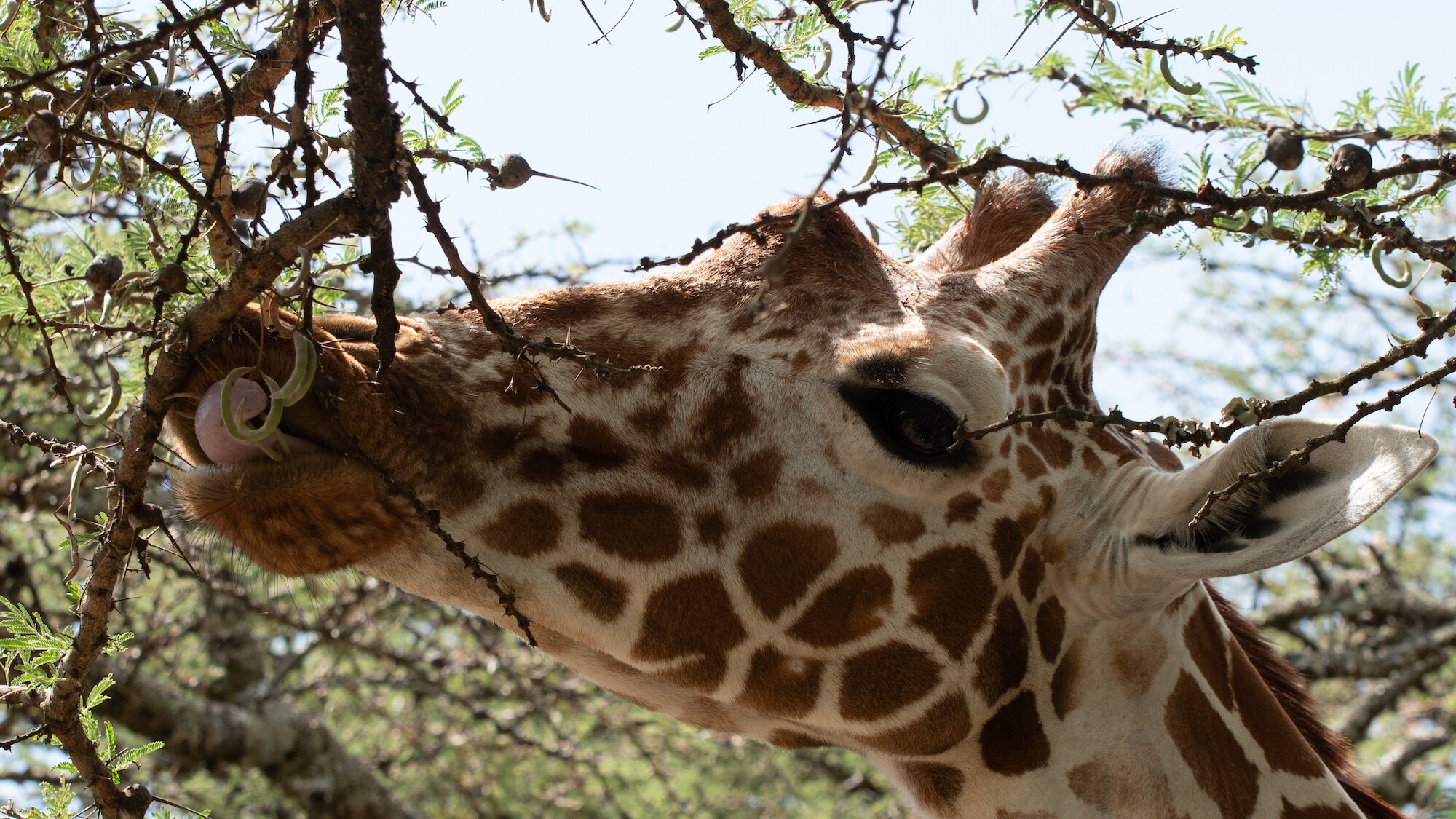 A Giraffe eating from the Acacia Tree in Ol Pejeta National Park.  (National Geographic for Disney+/Maurice Oniang’o)