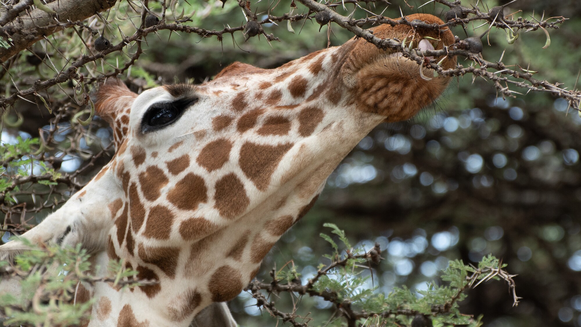 A Giraffe eating from an Acacia tree in Ol Pejeta National Park.  (National Geographic for Disney+/Maurice Oniang’o)