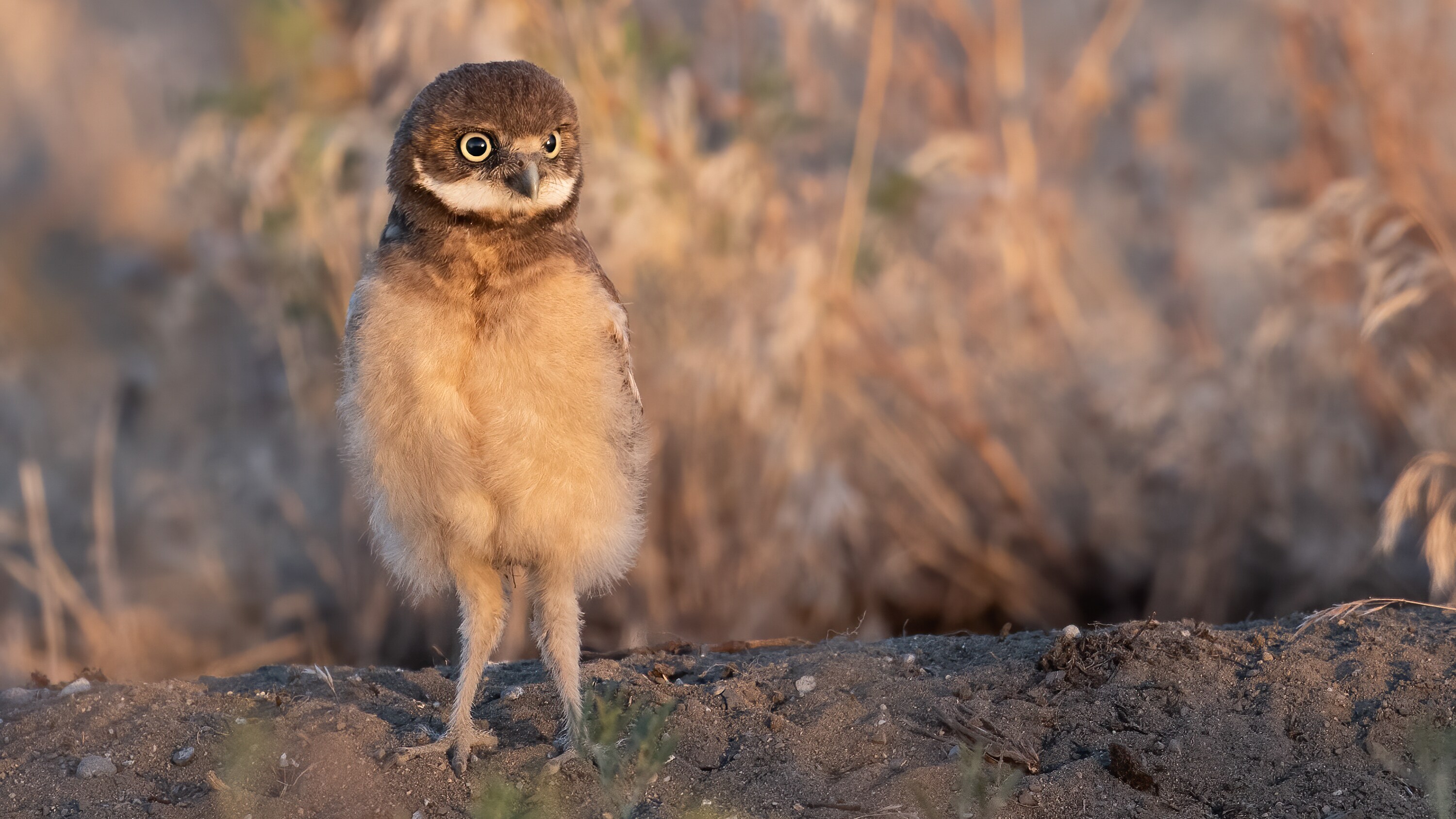 An Owl stands on a dirt road at Umatilla Chemical Depot.  (National Geographic for Disney+/Matt Poole)