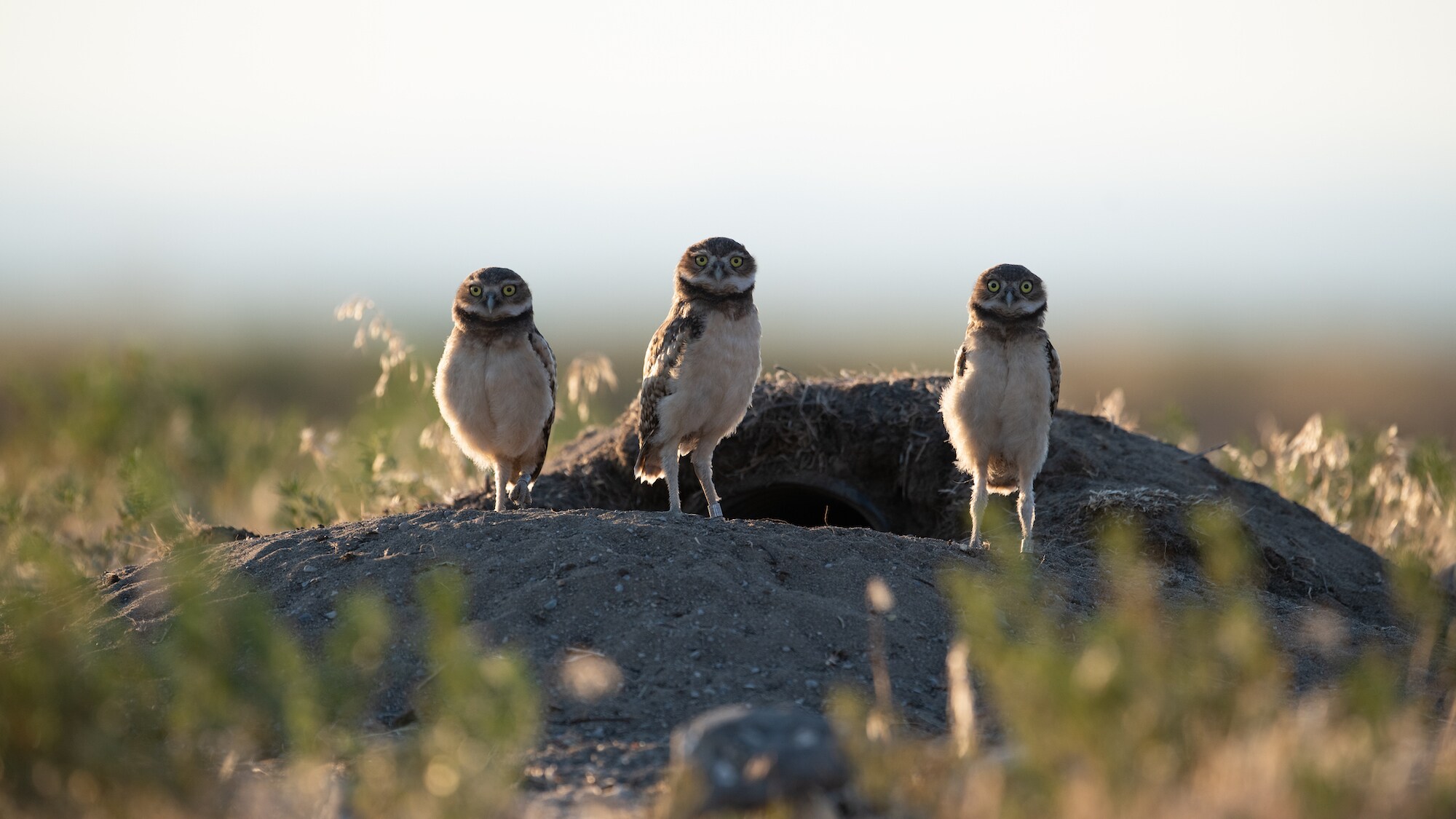 Three Owls stand atop their burrow at Umatilla Chemical Depot.  (National Geographic for Disney+/Matt Poole)