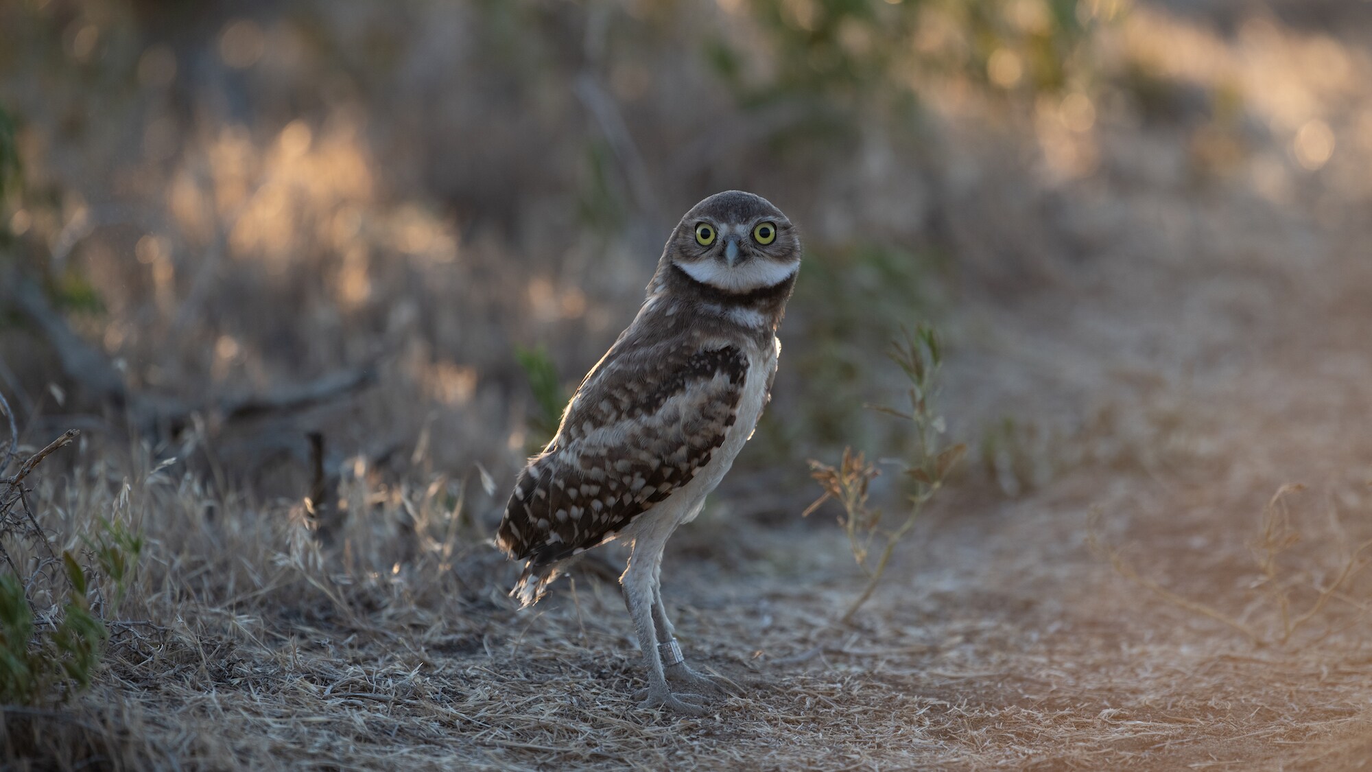 An Owl stands on dirt road at Umatilla Chemical Depot.(National Geographic for Disney+/Matt Poole)