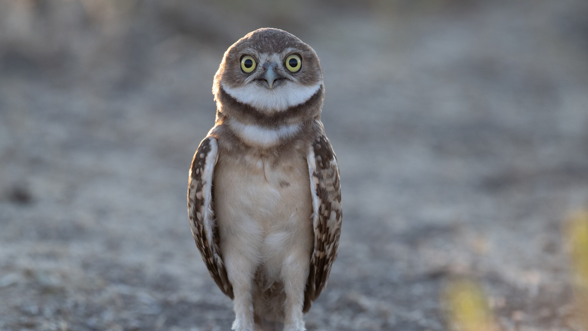 An Owl stands on dirt road and looks straight at photographer at Umatilla Chemical Depot.  (National Geographic for Disney+/Matt Poole)