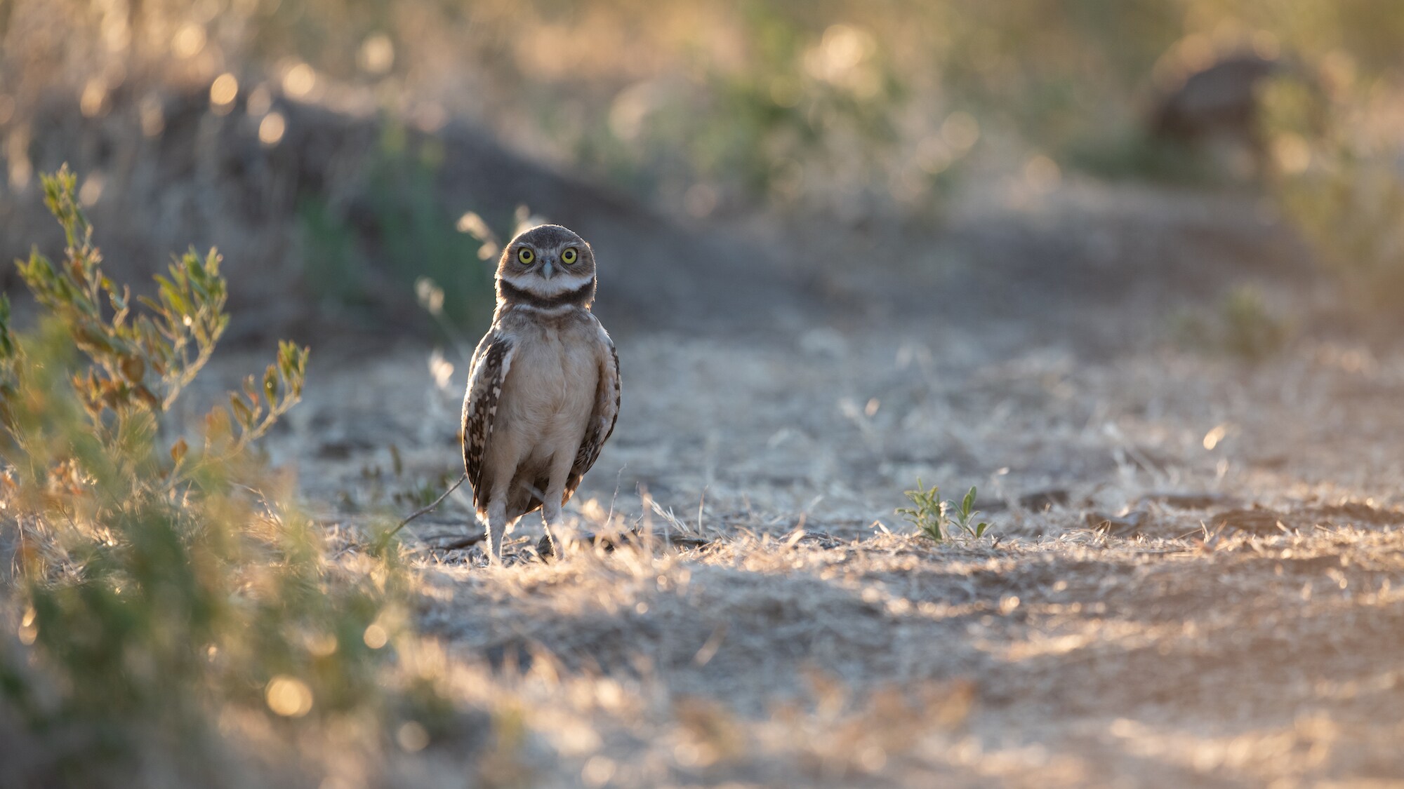 An Owl stands on dirt road at Umatilla Chemical Depot.  (National Geographic for Disney+/Matt Poole)