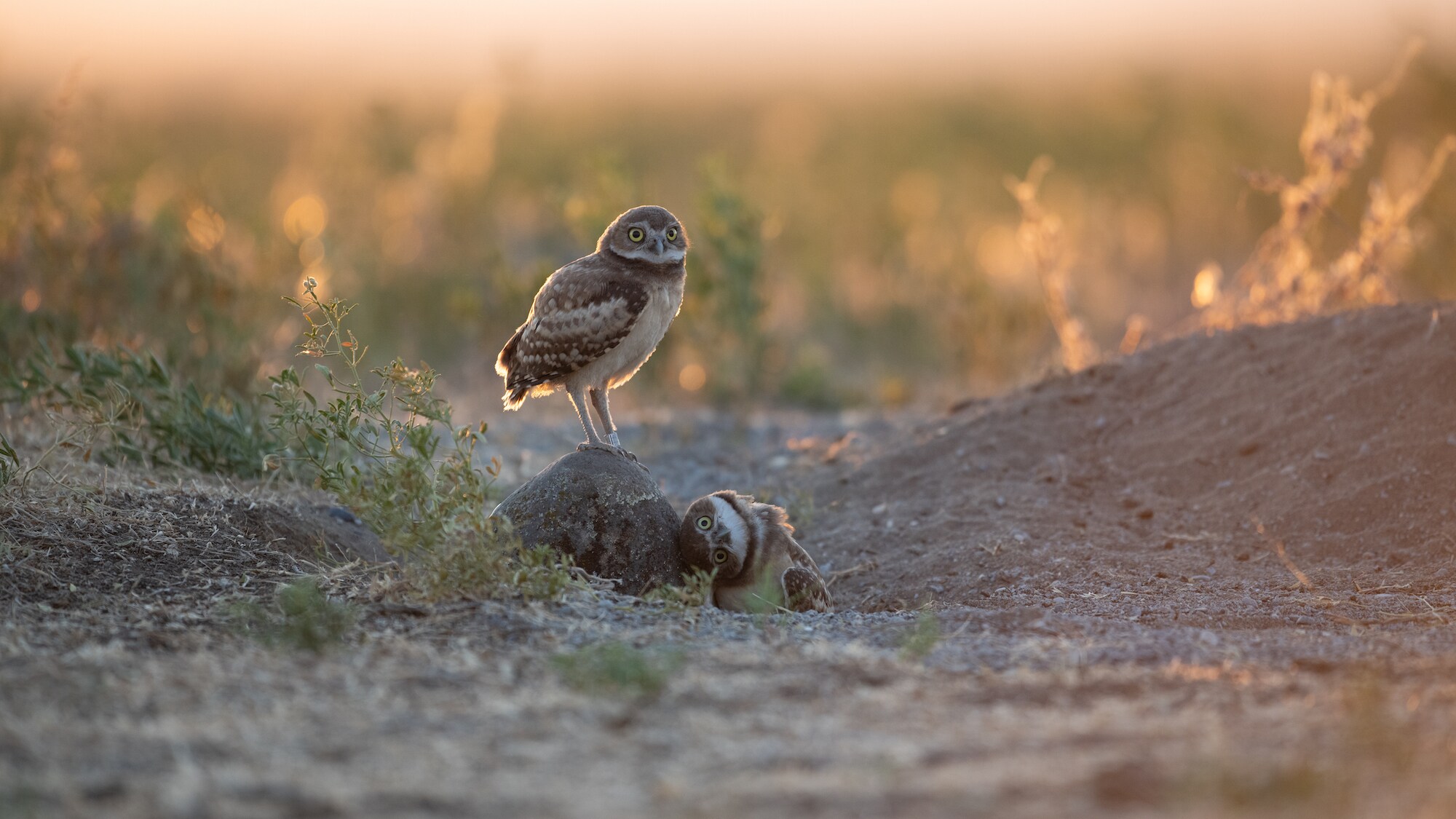 Two Owls on a dirt road, one perches on a rock and the other in a hole in the road resting his head on the rock at Umatilla Chemical Depot.  (National Geographic for Disney+/Matt Poole)