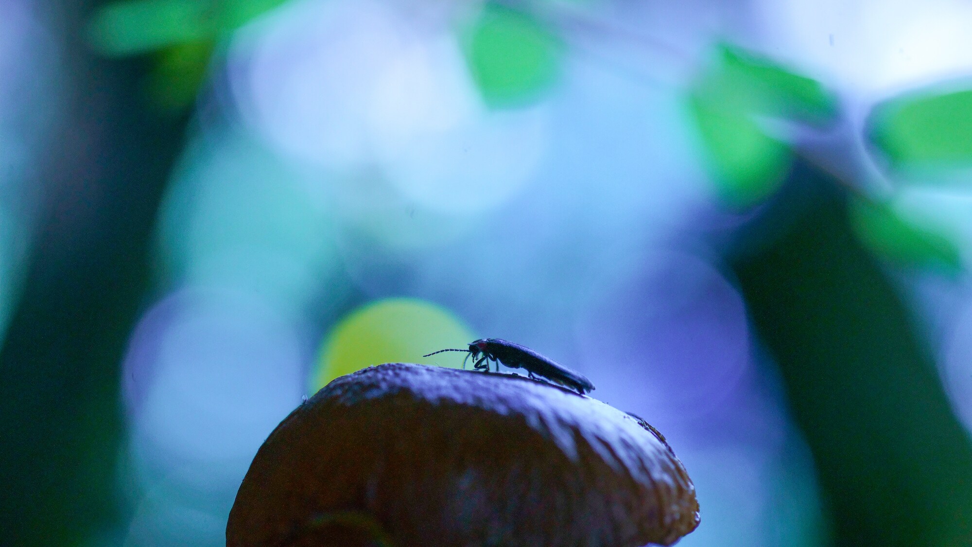 Fireflies on Fungus in the darkness of the Comite Ejecutiivo De Piedra Cante forest.  (National Geographic for Disney+/Alec Davy)