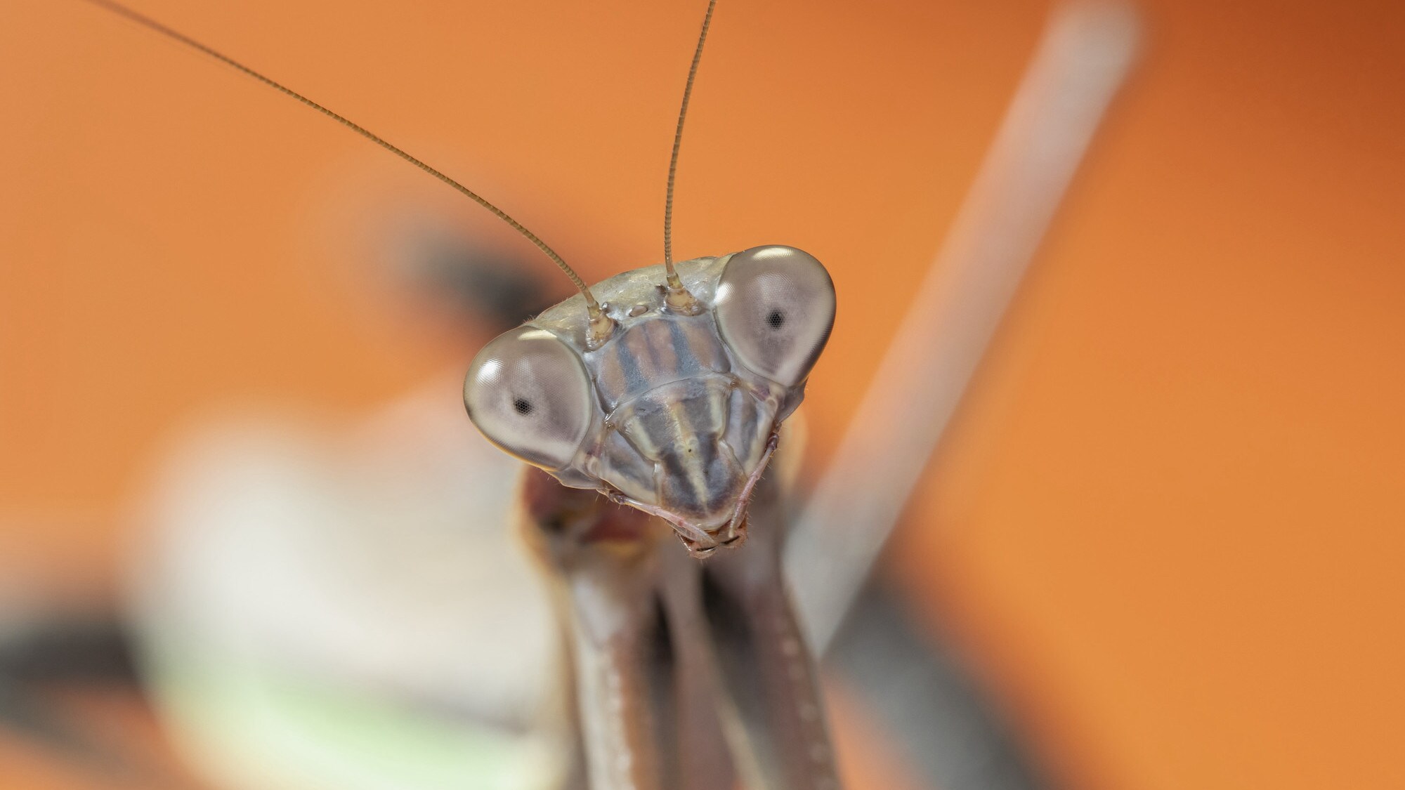 A Chinese mantis is featured in "The Big City" episode of "A Real Bug's Life." (National Geographic/Jamie Thorpe)