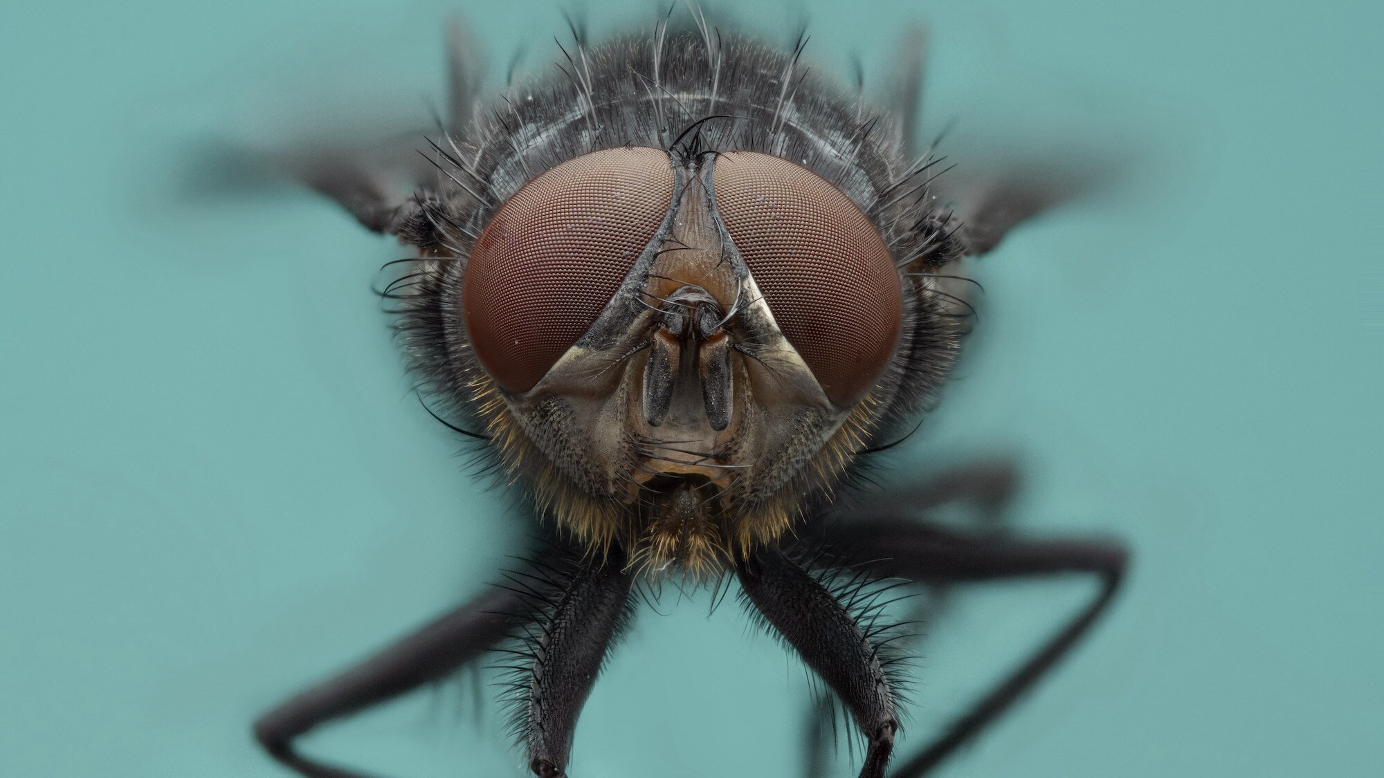 A blue bottle fly is featured in "The Big City" episode of "A Real Bug's Life." (National Geographic/Jamie Thorpe)