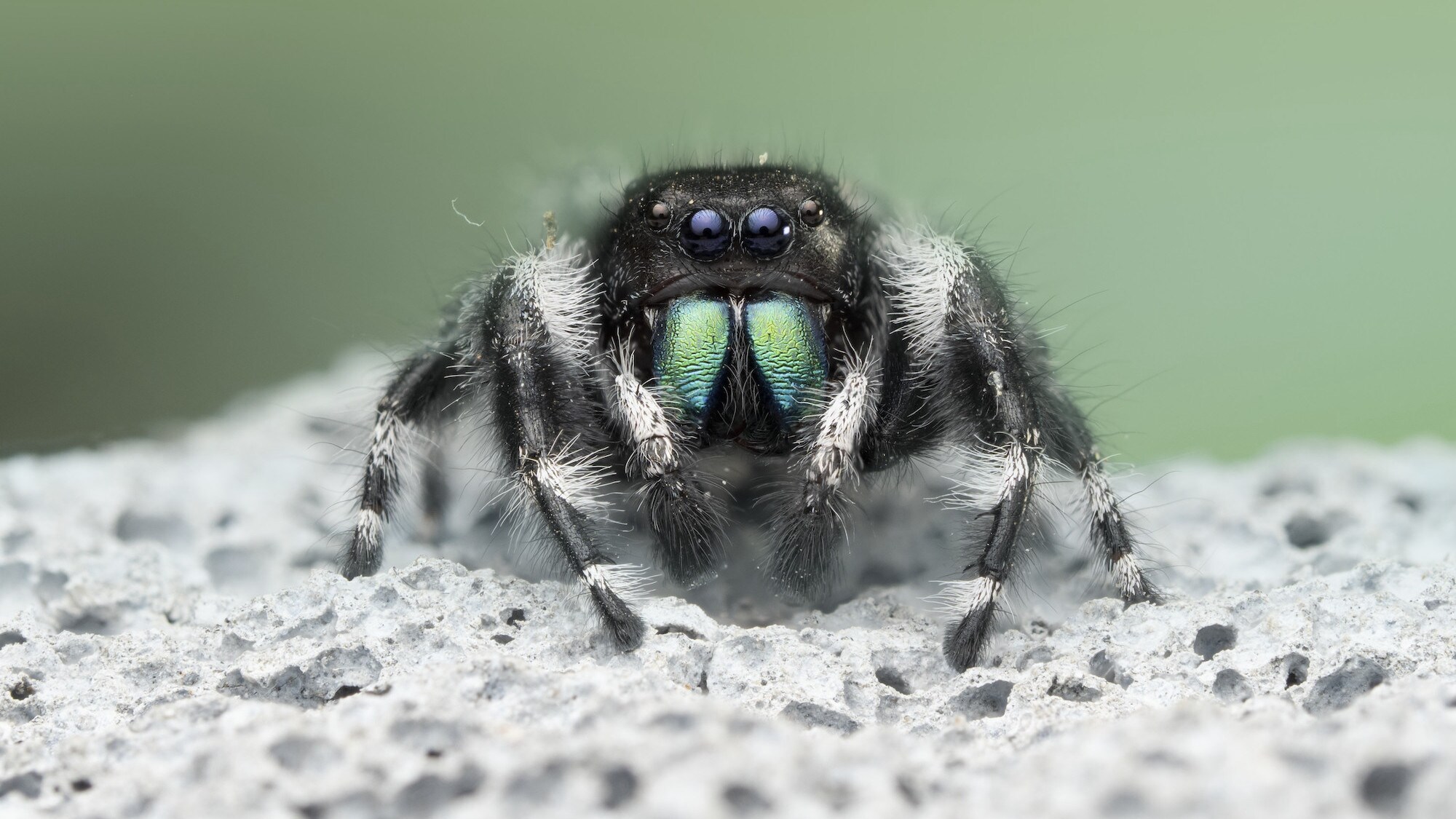 A bold jumping spider standing on a rock is featured in "The Big City" episode of "A Real Bug's Life." (National Geographic/Jamie Thorpe)