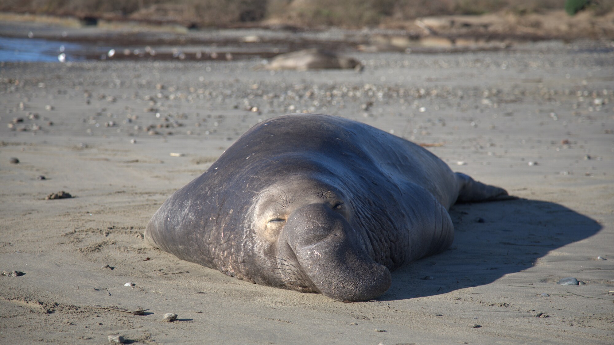 Elephant seal resting on the beach.  (National Geographic for Disney+/Joel Wilson)