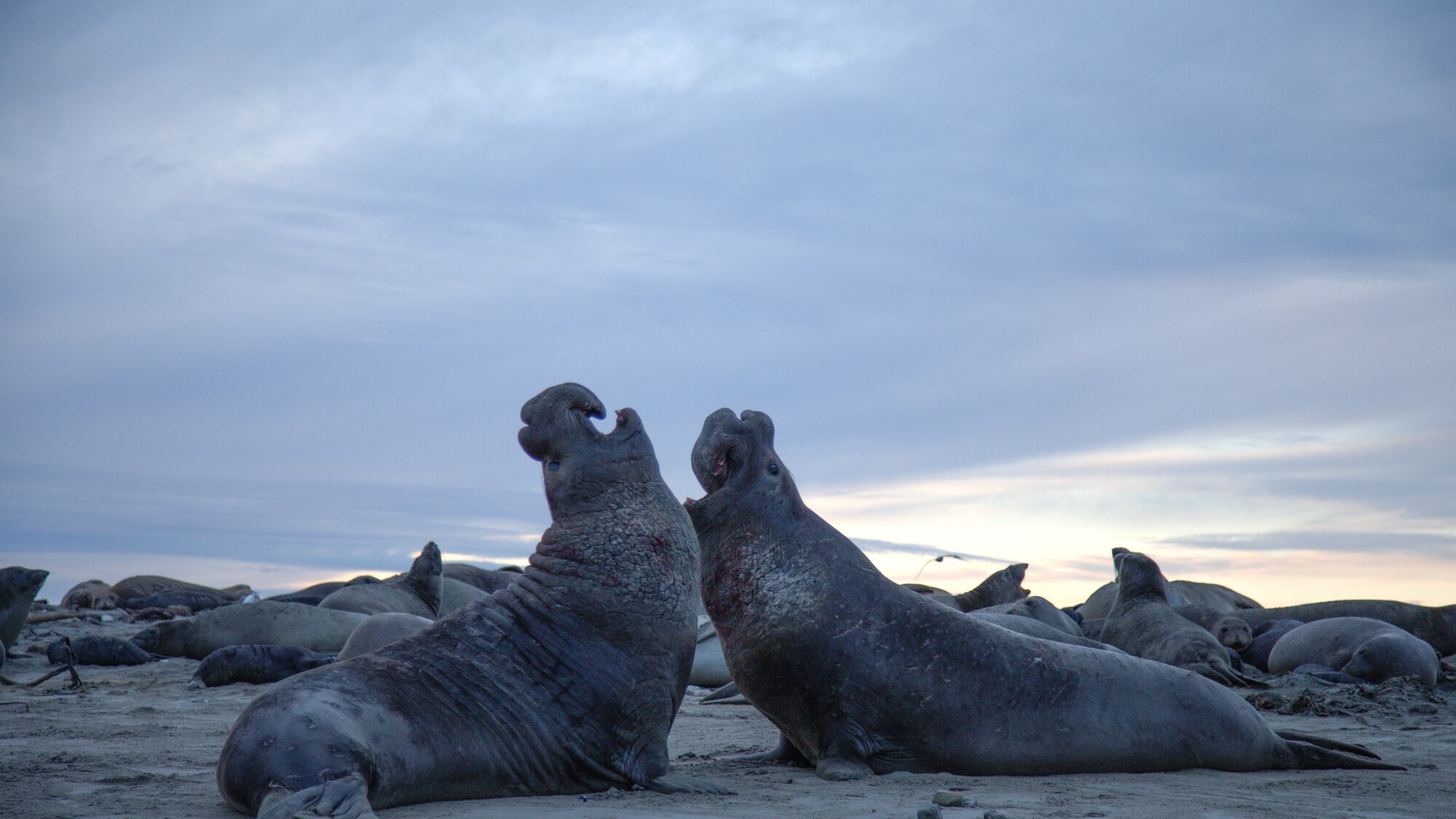 Bull elephant seals fighting on the beach at sunset.  (National Geographic for Disney+/Joel Wilson)