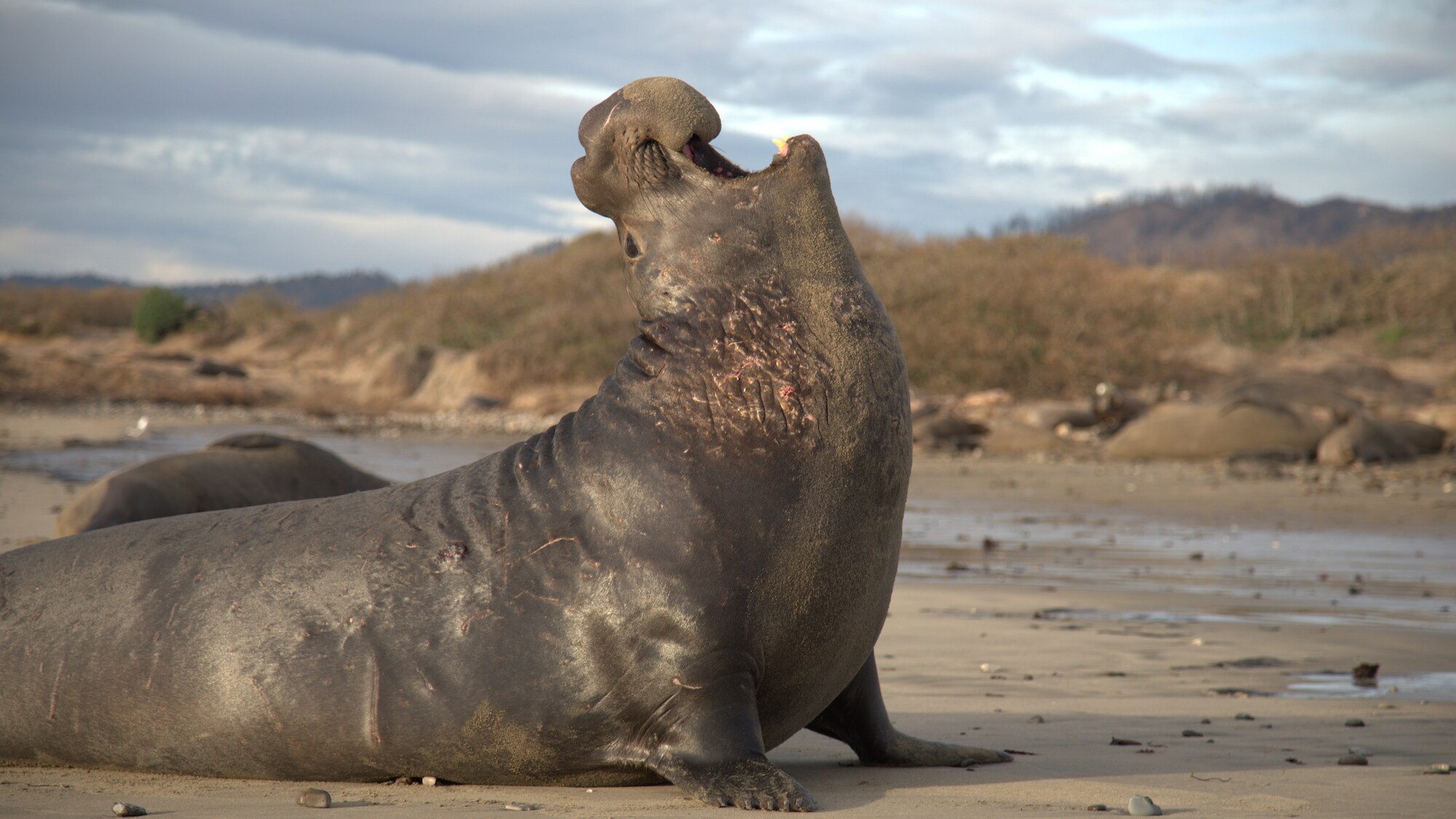 Bull elephant seal vocalizing on the beach.  (National Geographic for Disney+/Joel Wilson)