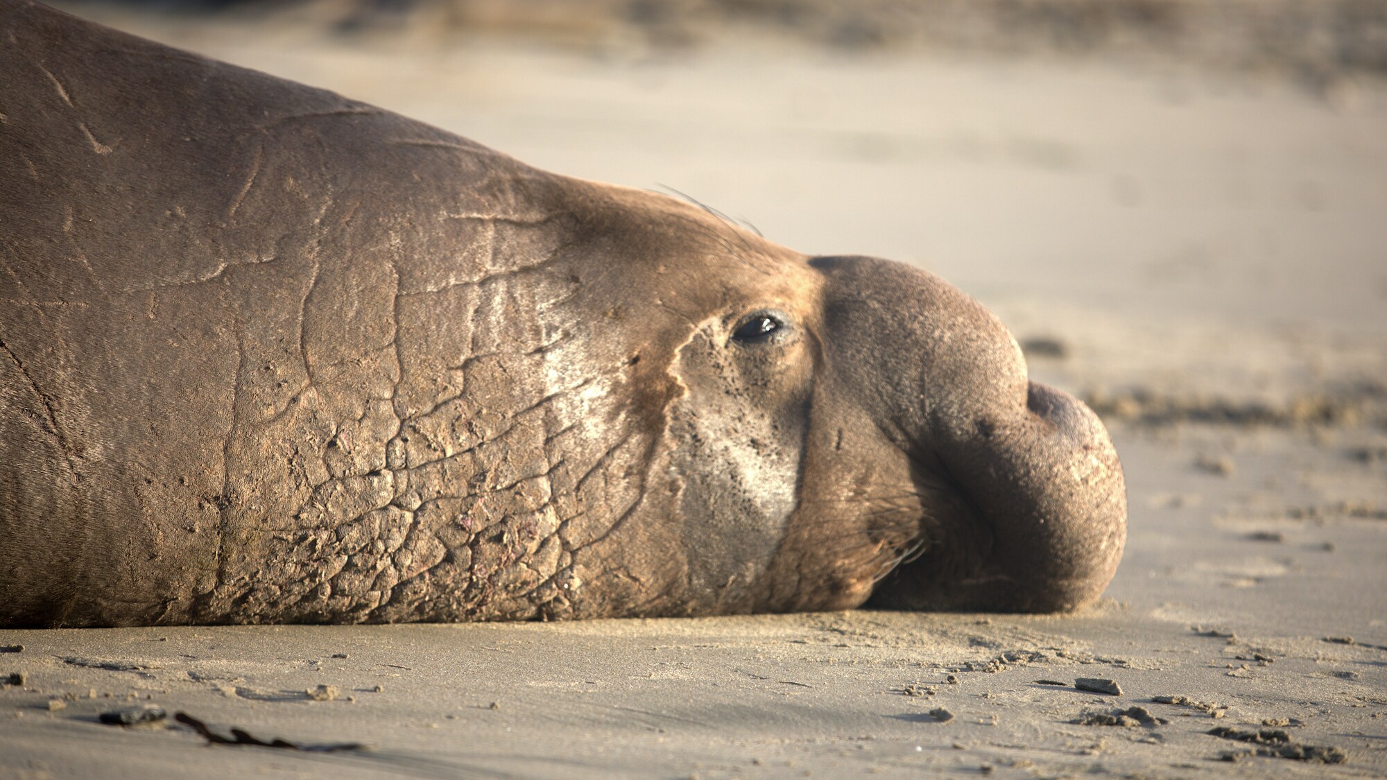 Close-up of elephant seal resting on the beach.  (National Geographic for Disney+/Joel Wilson)