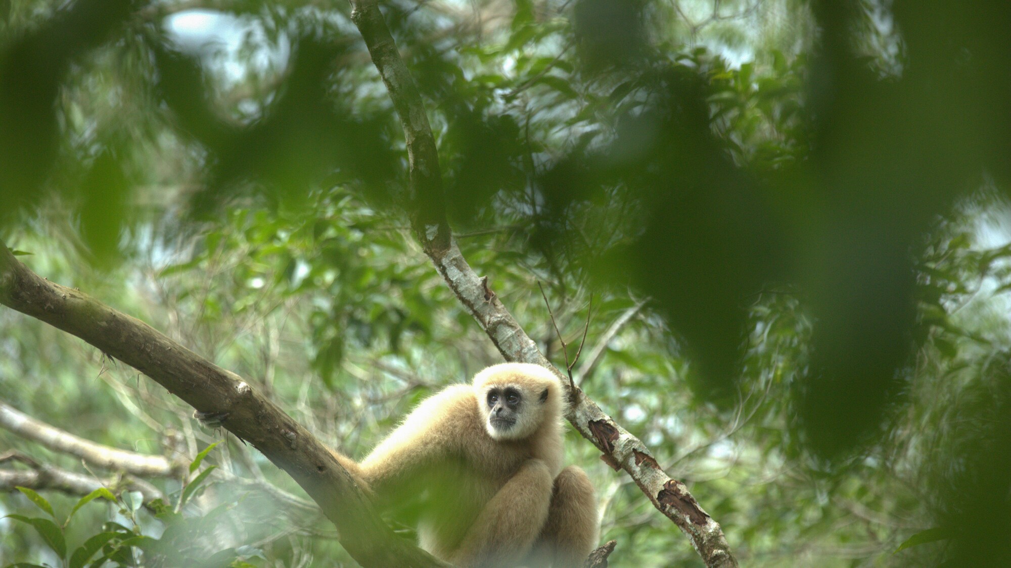 Lar gibbon sitting on a tree branch.  (National Geographic for Disney+/Josh Helliker)