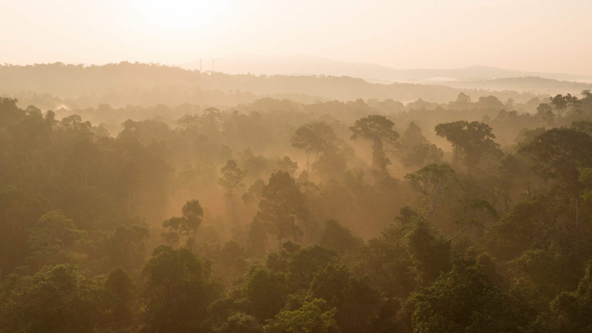 Sunrise over jungle canopy.  (National Geographic for Disney+/Will Nicholls)