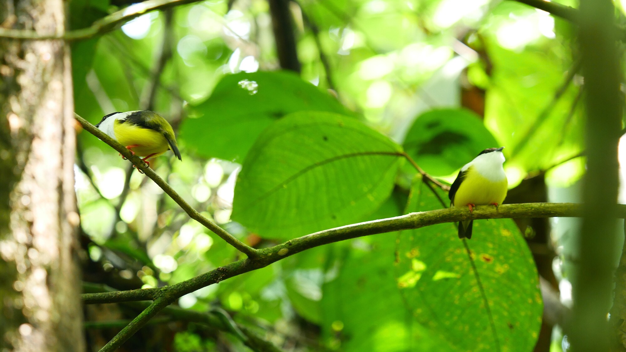 Pair of manakin birds perched on a tree branch.  (National Geographic for Disney+/James Manisty)