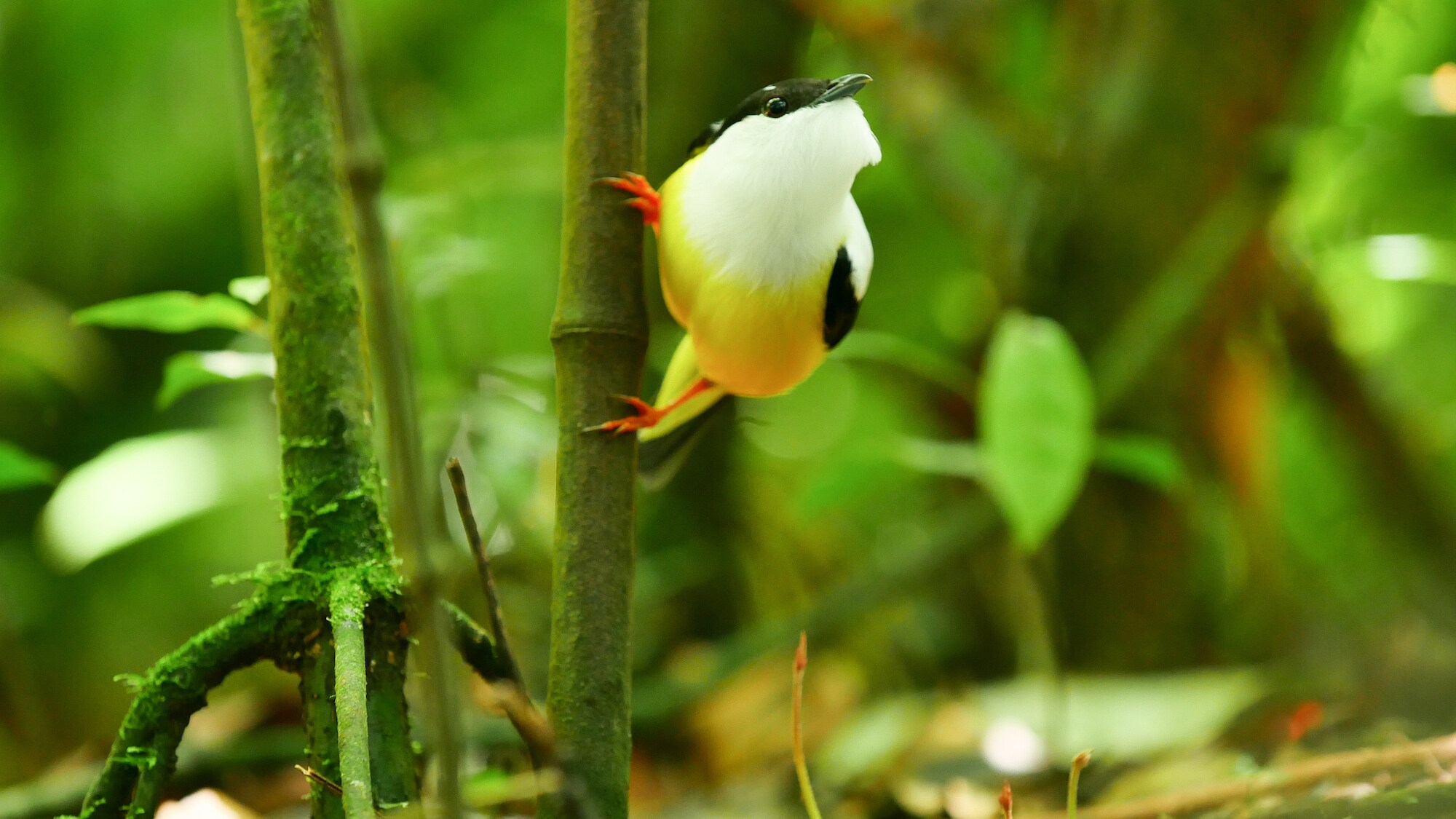 Manakin bird perched on a tree stem.  (National Geographic for Disney+/James Manisty)