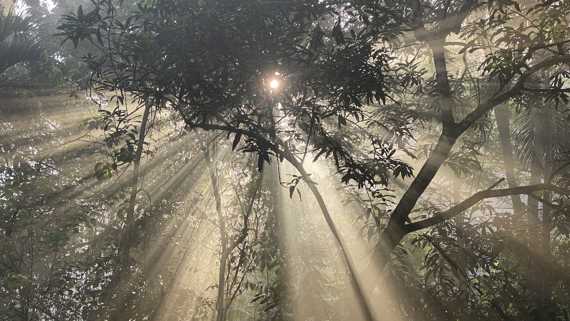 The morning sun shines through the rainforest during the "Welcome to the Jungle" episode of “A Real Bug’s Life.” (National Geographic/Katherine Hannaford)