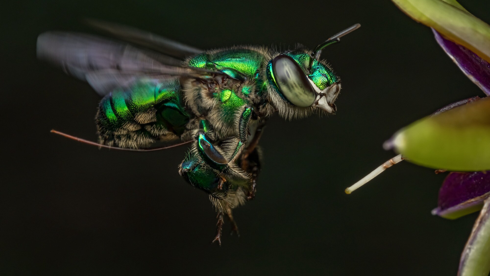 An orchid bee in flight is featured in the "Welcome to the Jungle" episode of “A Real Bug’s Life.” (National Geographic/Jeremy Squire)