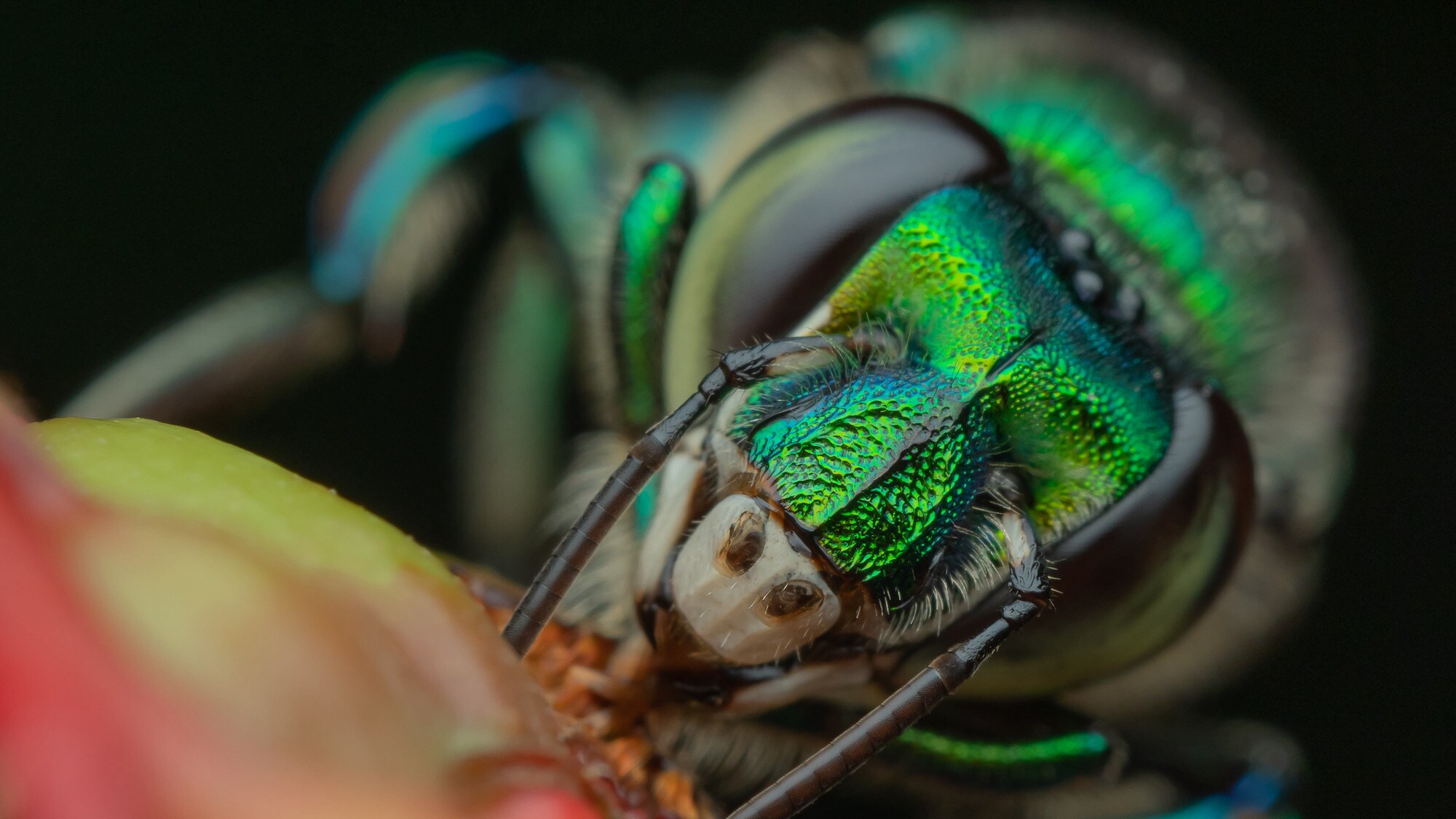 An orchid bee feeding is featured in the "Welcome to the Jungle" episode of “A Real Bug’s Life.” (National Geographic/Jeremy Squire)