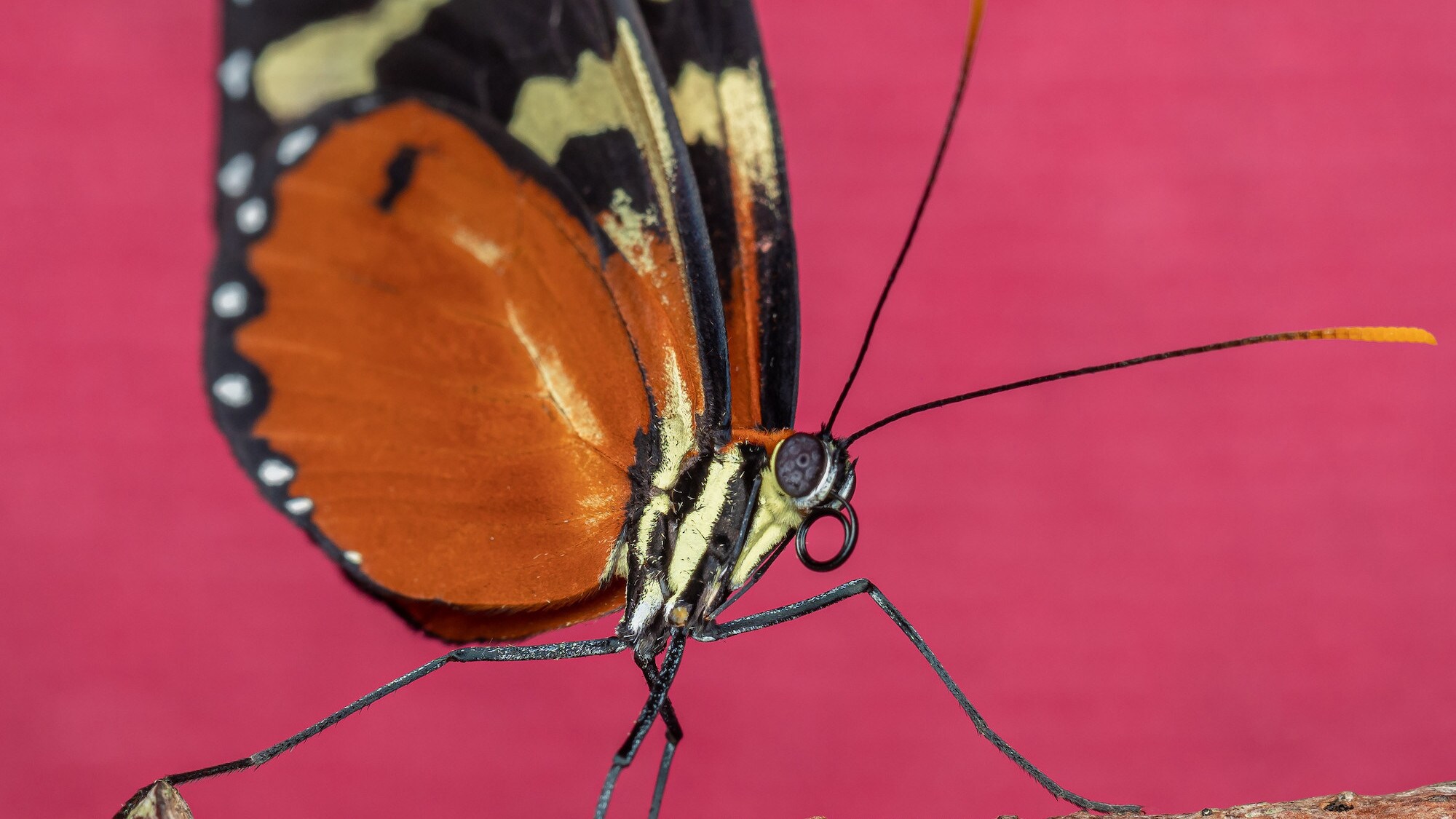 An orange-spotted tiger clearwing butterfly standing on a twig is featured in the "Welcome to the Jungle" episode of “A Real Bug’s Life.” (National Geographic/David Hamilton)