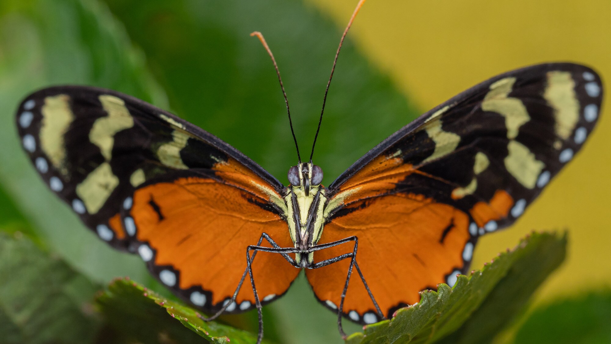 An orange-spotted tiger clearwing butterfly standing on a leaf is featured in the "Welcome to the Jungle" episode of “A Real Bug’s Life.” (National Geographic/David Hamilton)