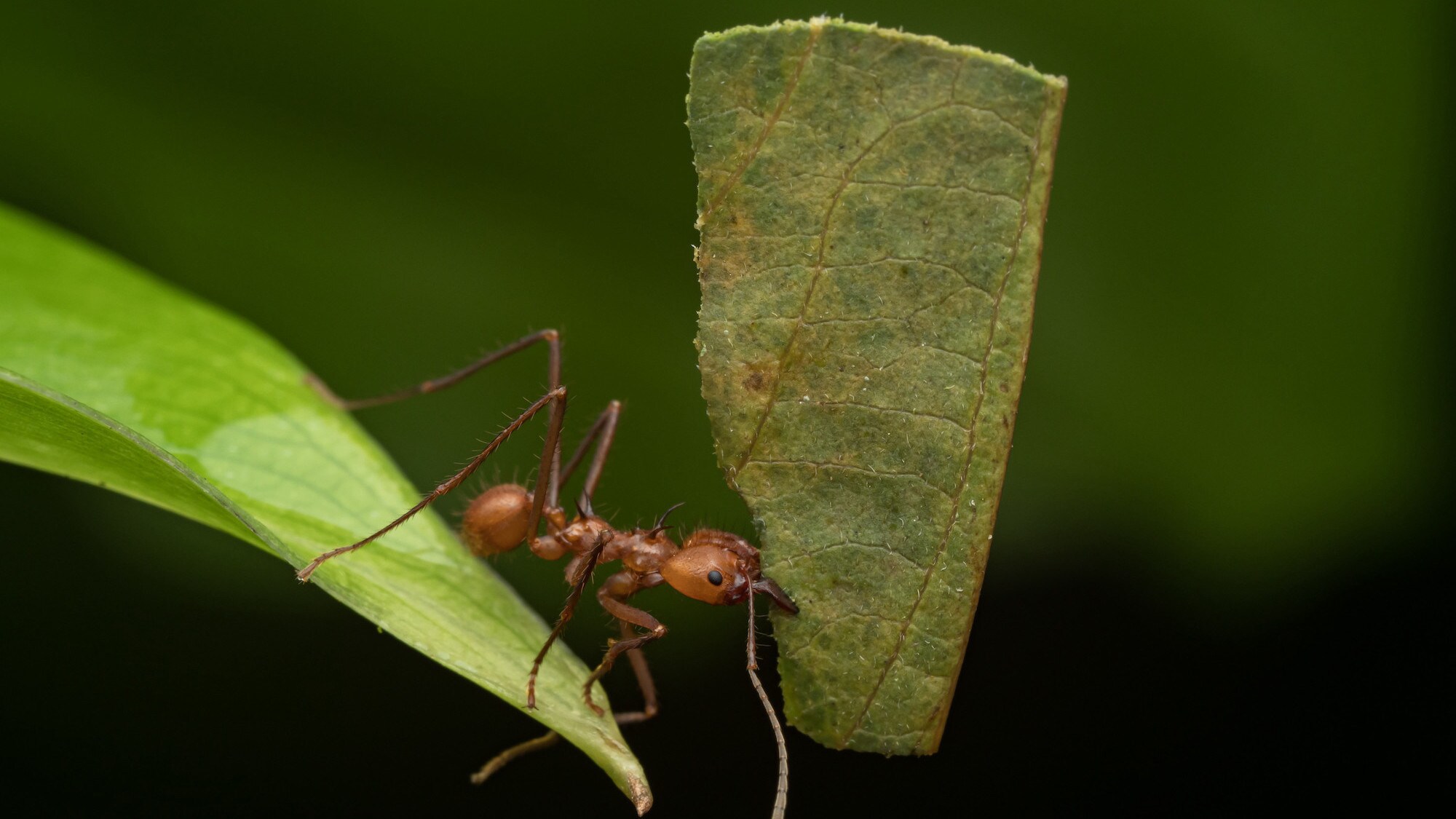 A leafcutter ant carrying a leaf section while standing on the edge of a leaf is featured in the "Welcome to the Jungle" episode of “A Real Bug’s Life.” (National Geographic/Jeremy Squire)