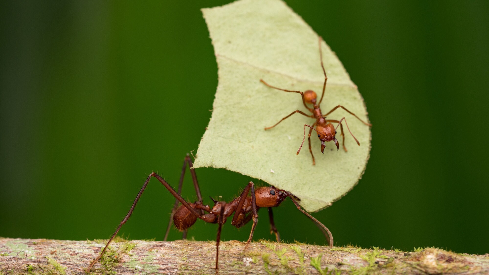 A leafcutter ant carrying a leaf with a smaller leafcutter ant sitting on it is featured in the "Welcome to the Jungle" episode of “A Real Bug’s Life.” (National Geographic/Jeremy Squire)