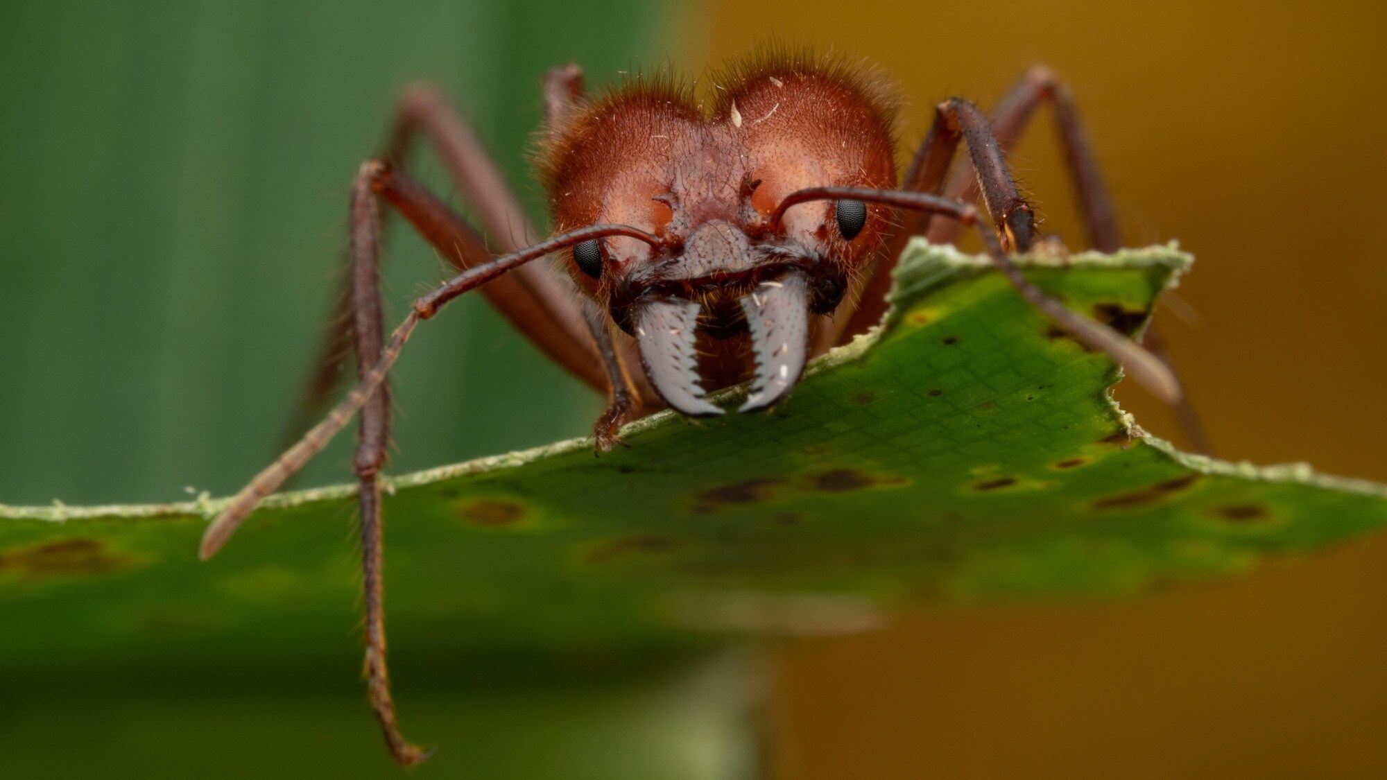 A leafcutter ant standing on the edge of a leaf is featured in the "Welcome to the Jungle" episode of “A Real Bug’s Life.” (National Geographic/Jeremy Squire)