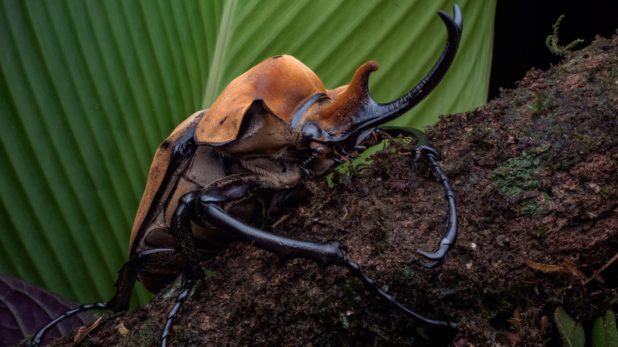 An elephant beetle climbing up a mossy branch with a leaf in the background is featured in the "Welcome to the Jungle" episode of “A Real Bug’s Life.” (National Geographic/Jeremy Squire)