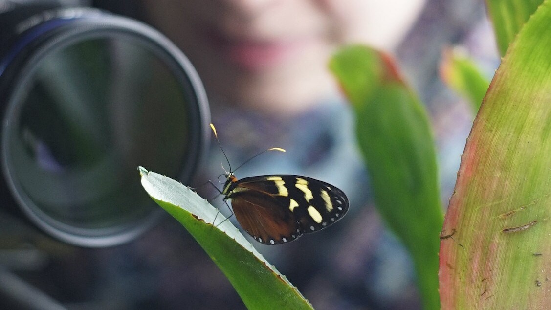 Researcher Katherine Hannaford films a butterfly in Falkirk, Scotland for the "Welcome to the Jungle" episode of “A Real Bug’s Life.” (National Geographic/Amy Gilchrist)