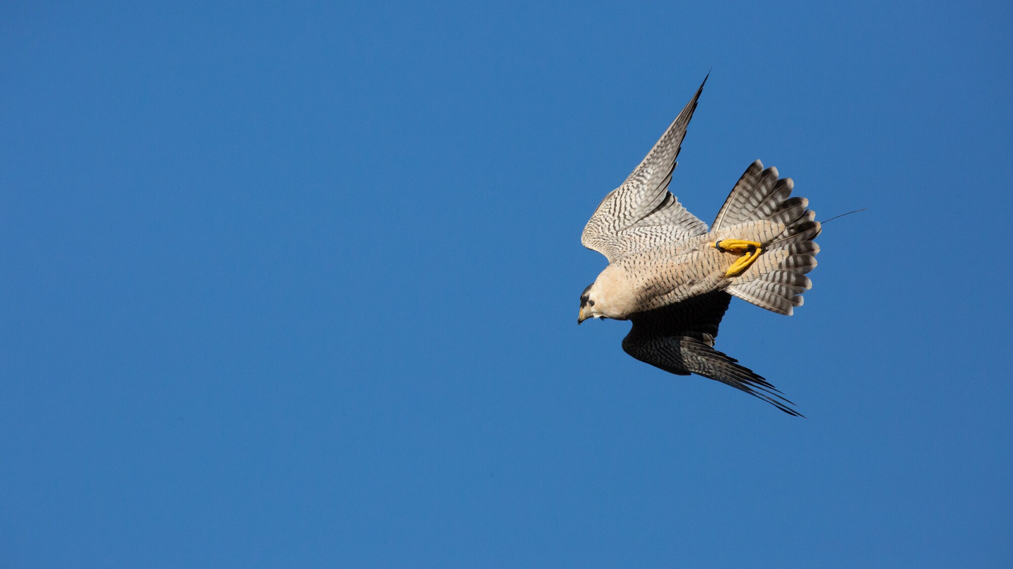 Peregrine falcon in flight. (National Geographic for Disney+/Miguel Anton)