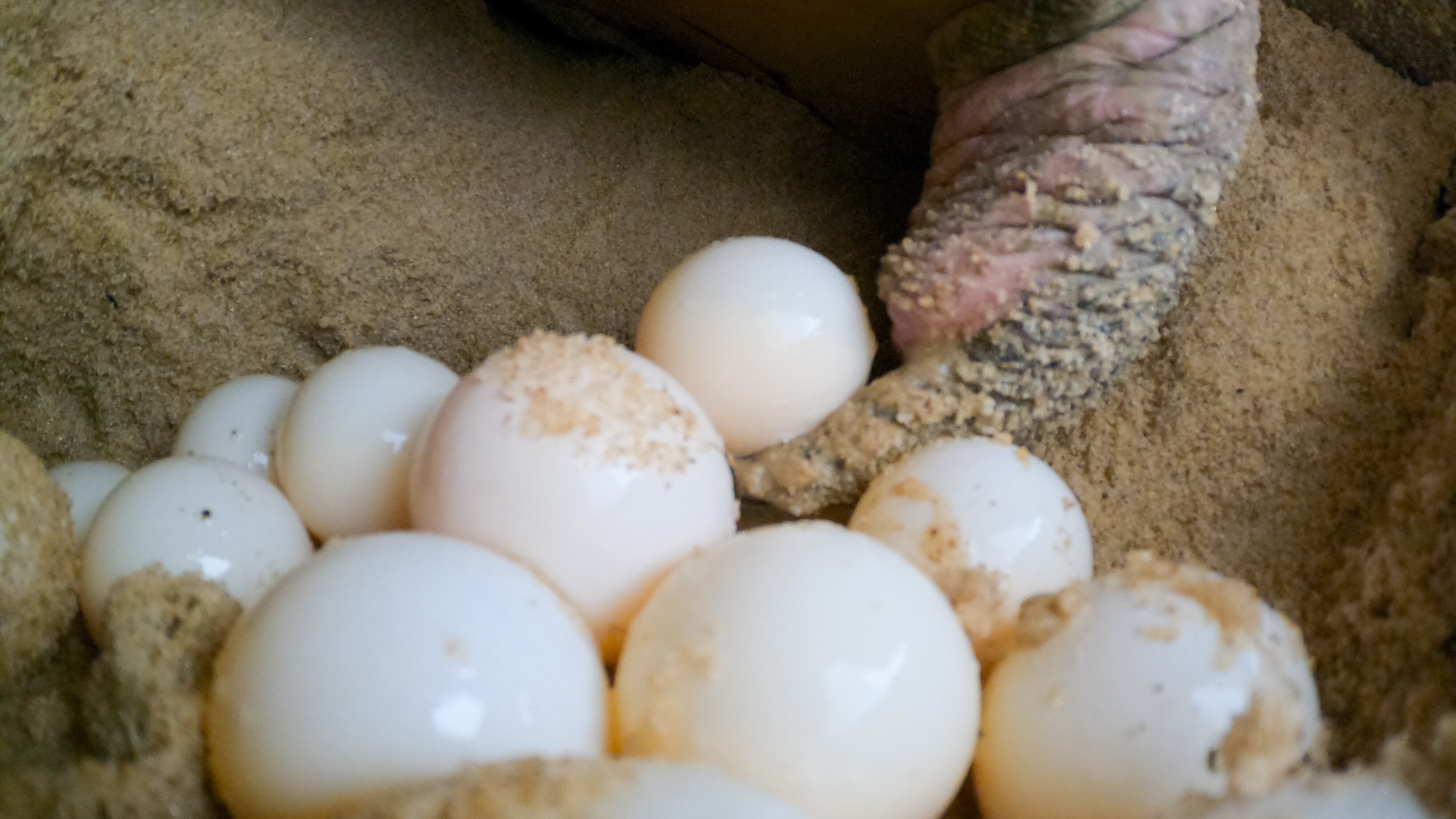Turtle eggs being laid inside a nest. (National Geographic for Disney+/Cristian Dimitrius )