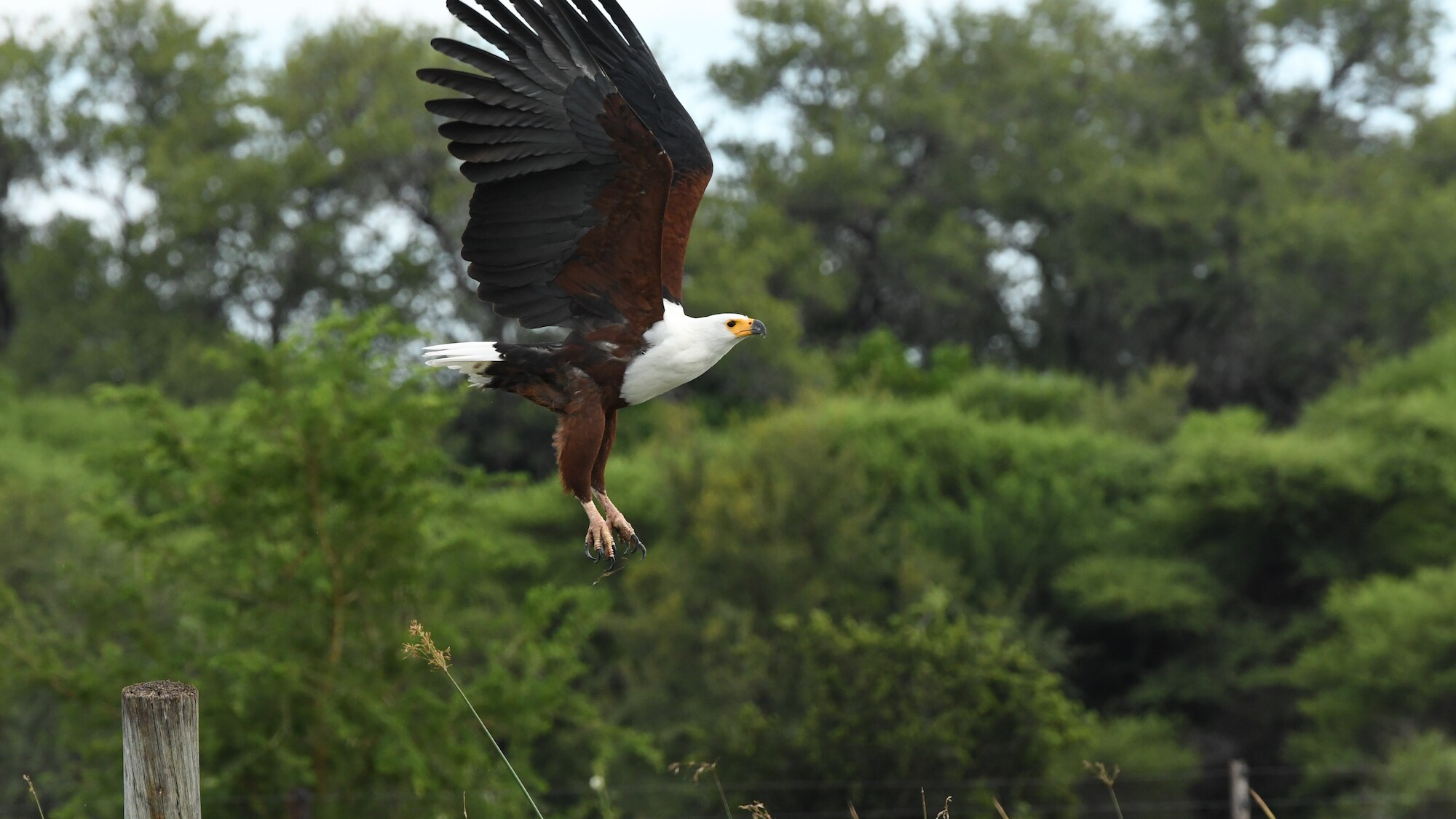 African fish eagle in flight. (National Geographic for Disney+/Joe Hope)