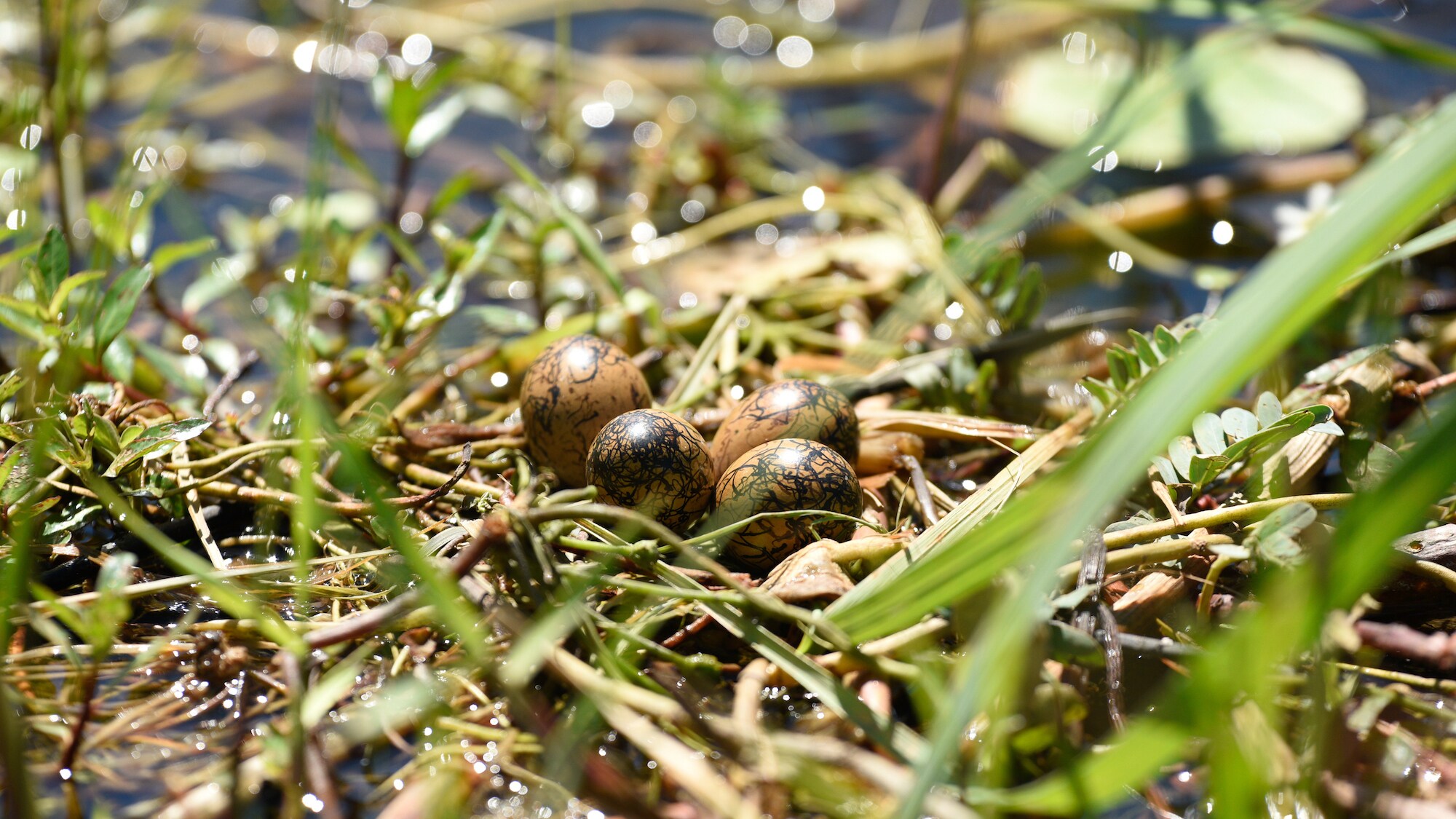 Jacana eggs on a grass nest. (National Geographic for Disney+/Carl Ruysenarr)
