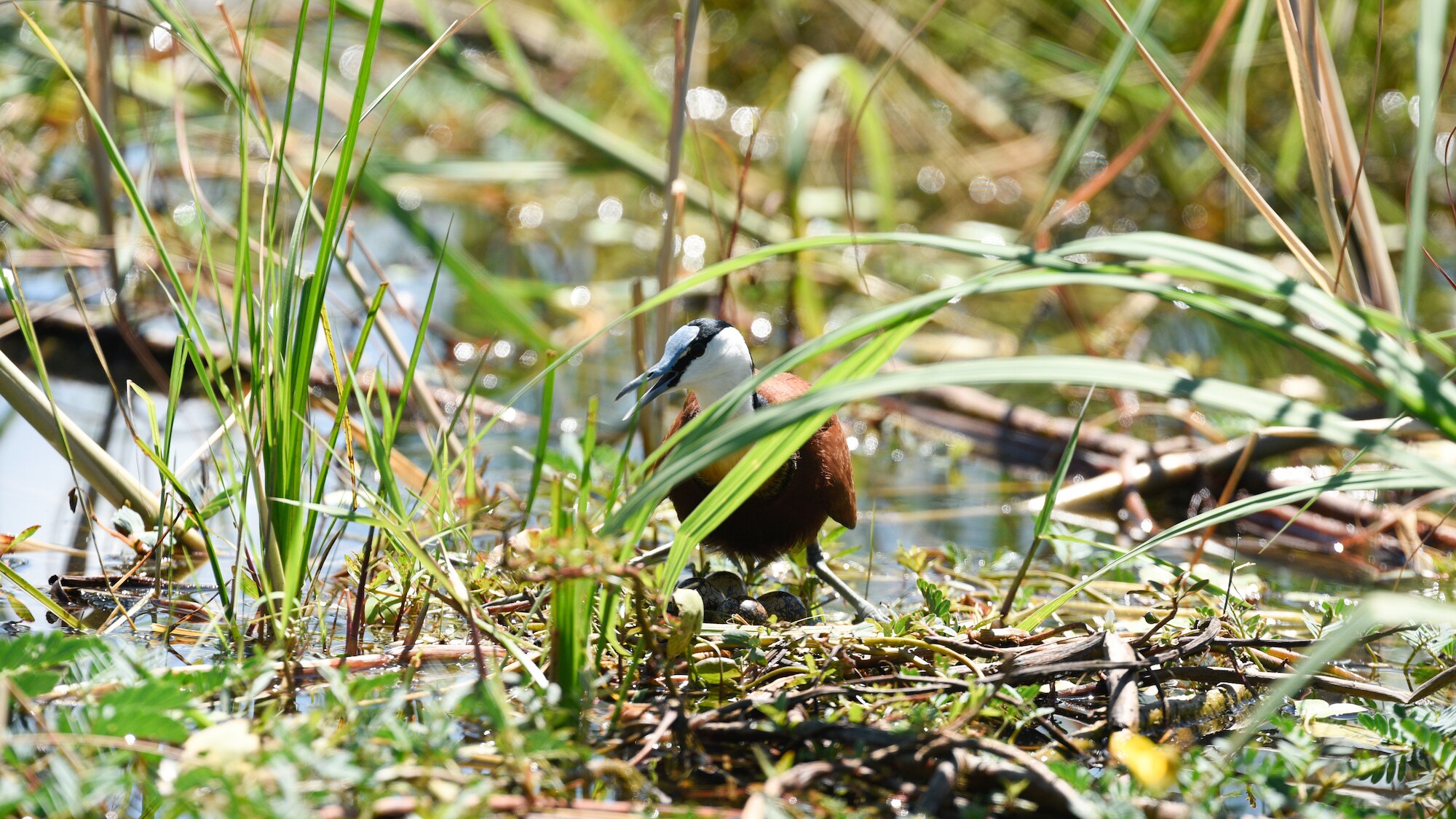 Adult jacana walking in between reeds. (National Geographic for Disney+/Carl Ruysenarr)