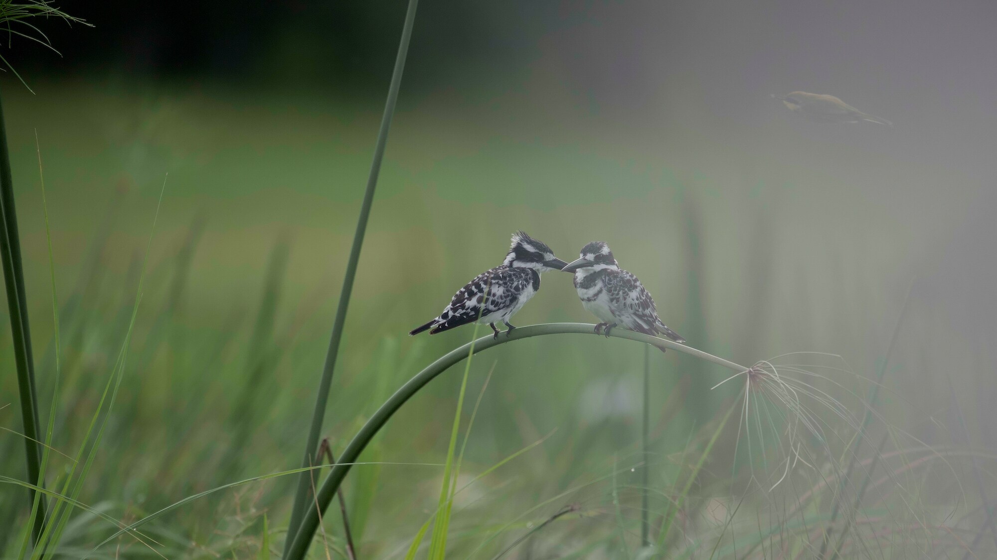 Two pied kingfisher on a reed. (National Geographic for Disney+/Carl Ruysenarr)