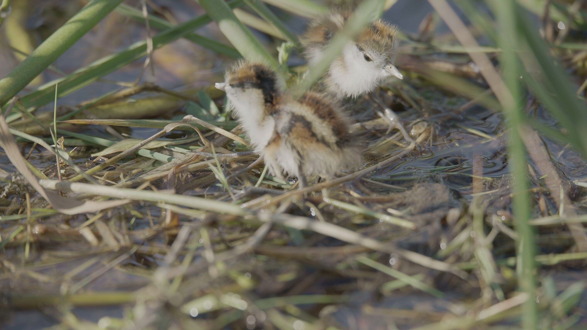 Close up of a baby jacana. (National Geographic for Disney+/Carl Ruysenarr)