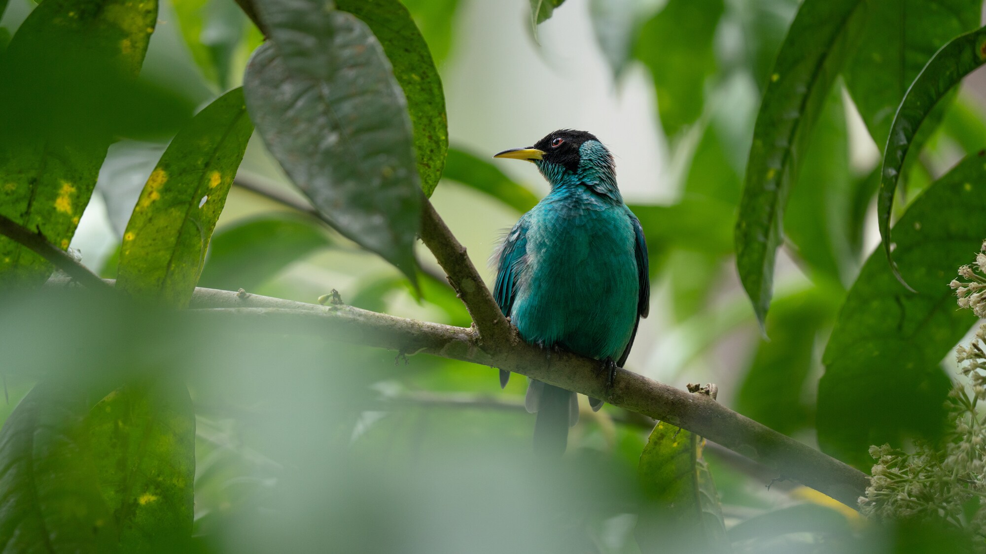 Male green honeycreeper in a tree. (National Geographic for Disney+/Chris Watts)