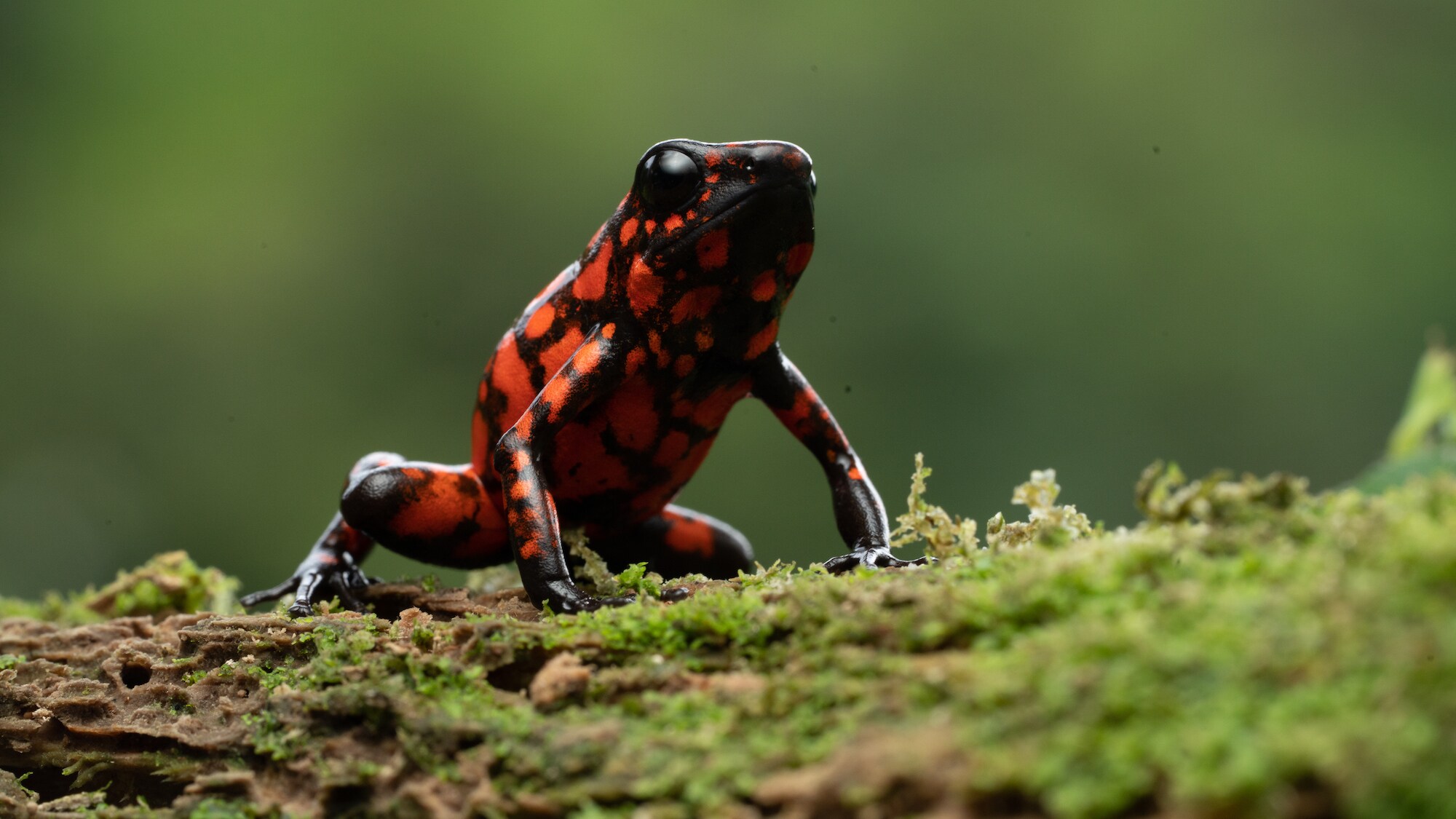 Little devil poison dart frog on a mossy log. (National Geographic for Disney+/Chris Watts