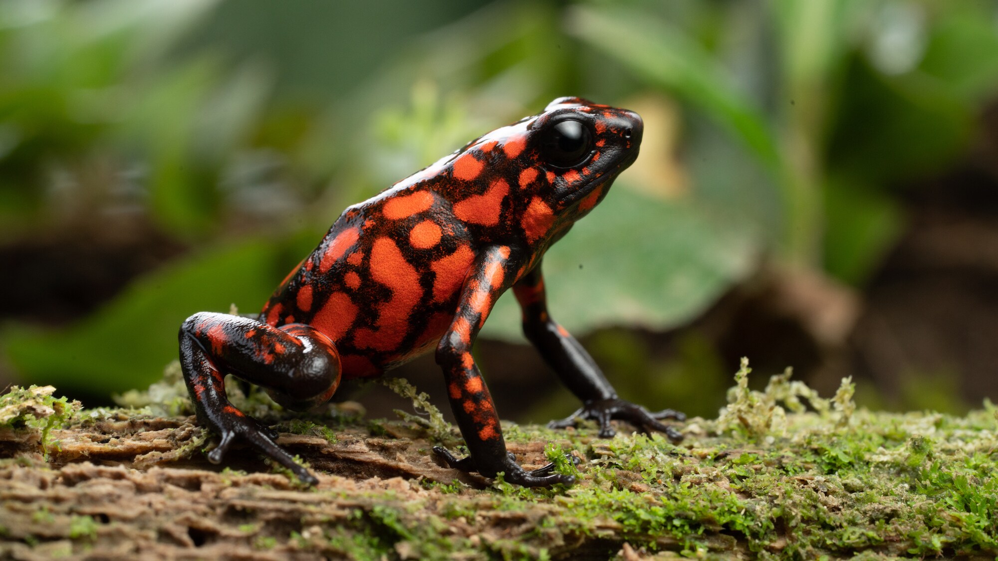 Little devil poison dart frog on a mossy log. (National Geographic for Disney+/Chris Watts)
