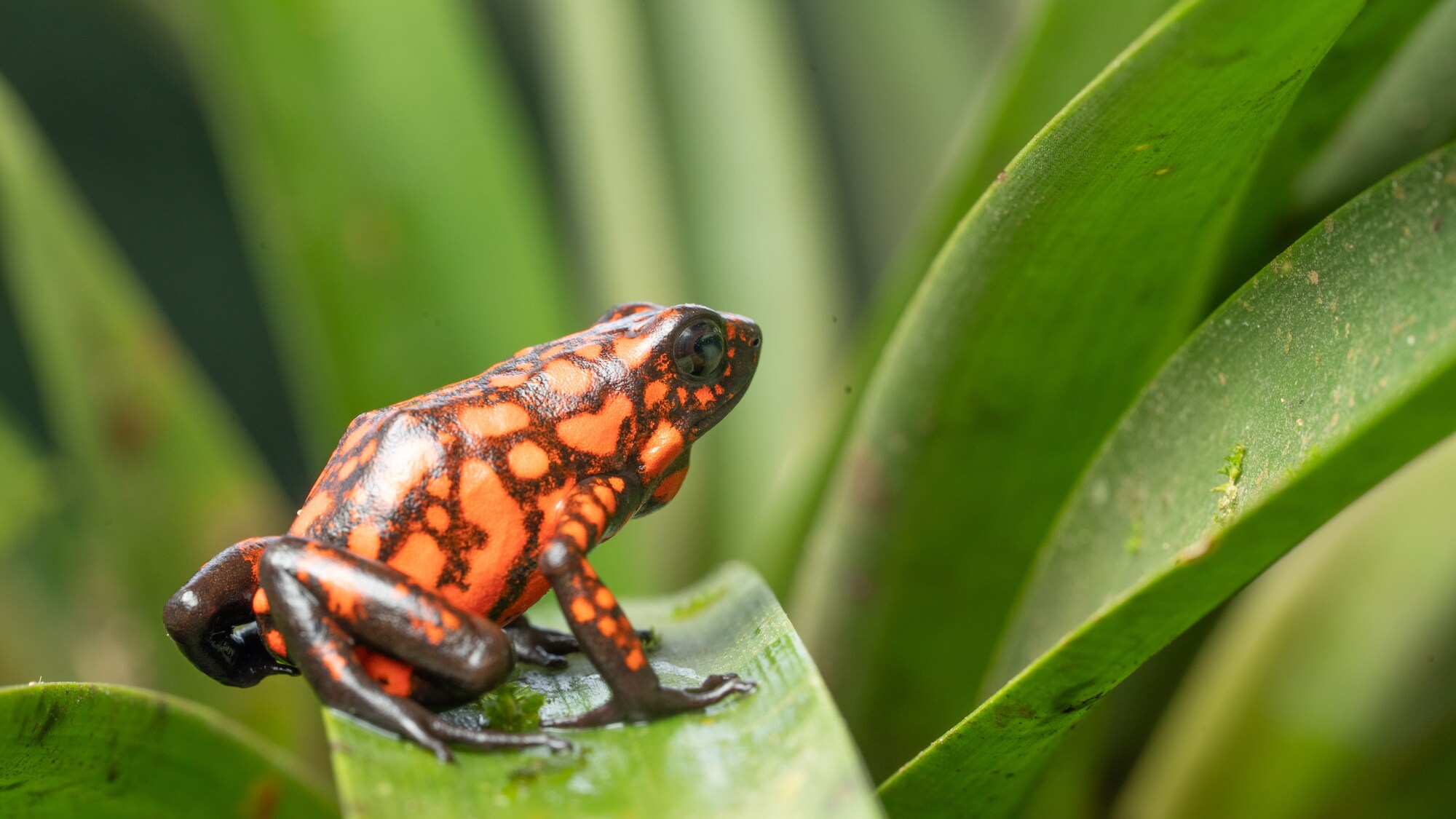 Little devil poison dart frog on a leaf. (National Geographic for Disney+/)